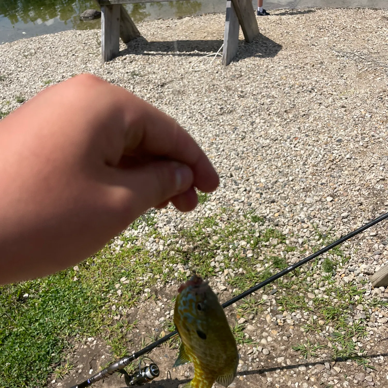 Bluegill caught on Fishbrain