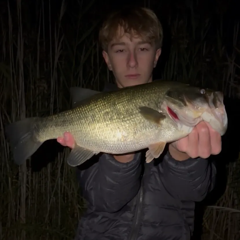 Largemouth bass caught on Fishbrain