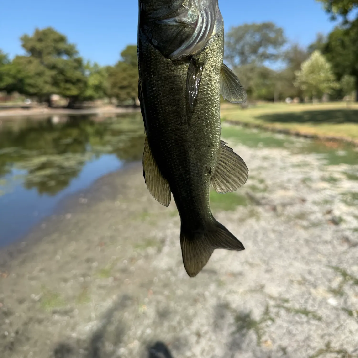 Fish caught on Fishbrain