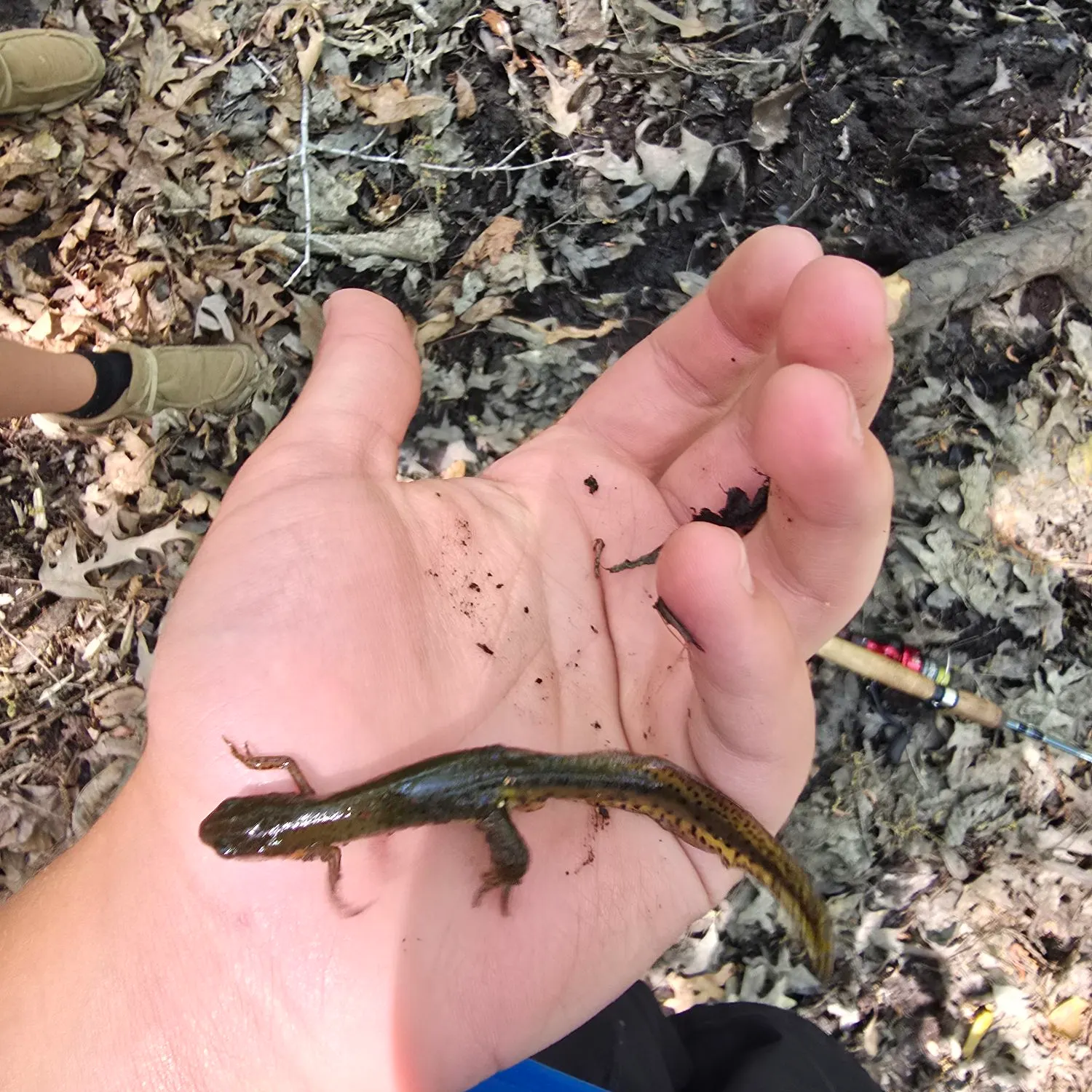 The most recent Salamander shark catches on Fishbrain