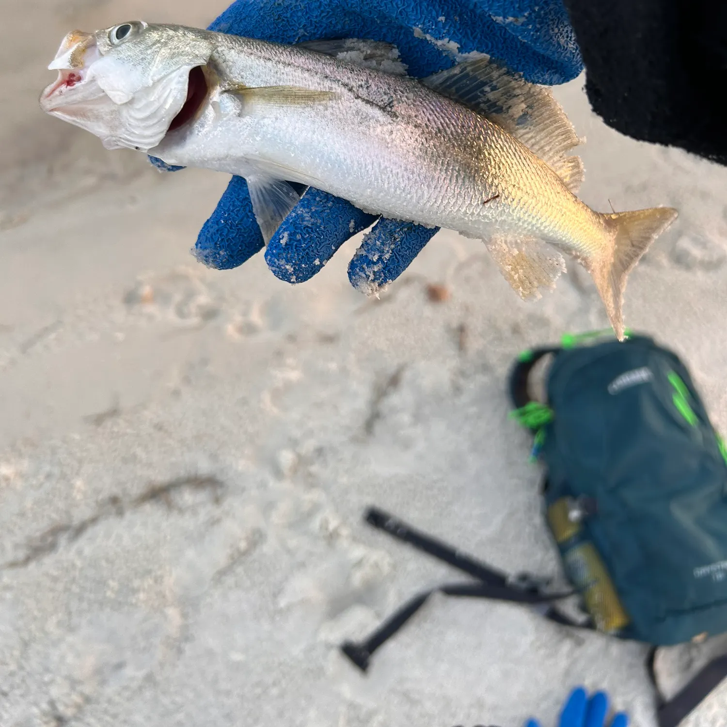 The most recent Silver seatrout catches on Fishbrain
