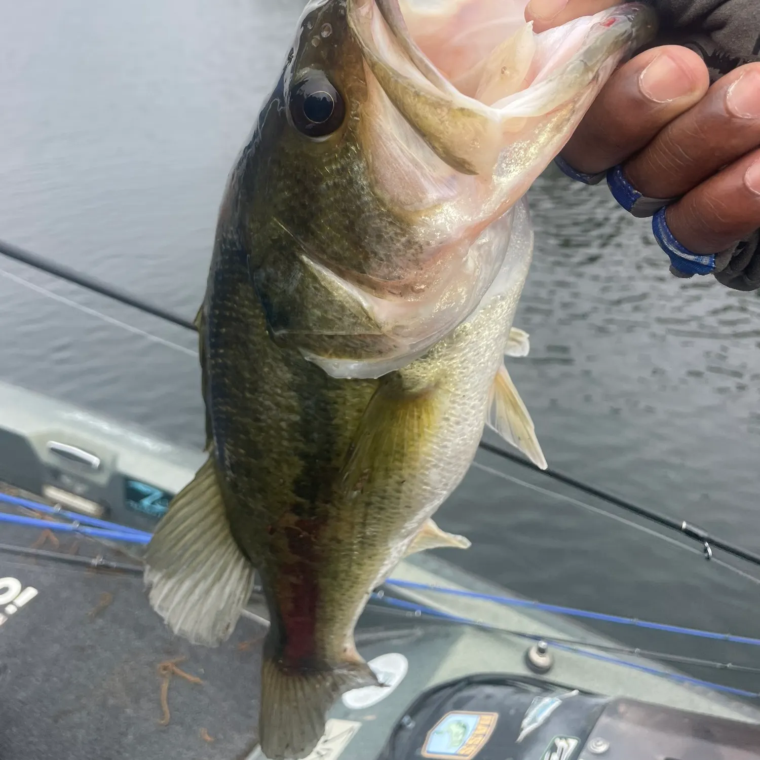 angler catch