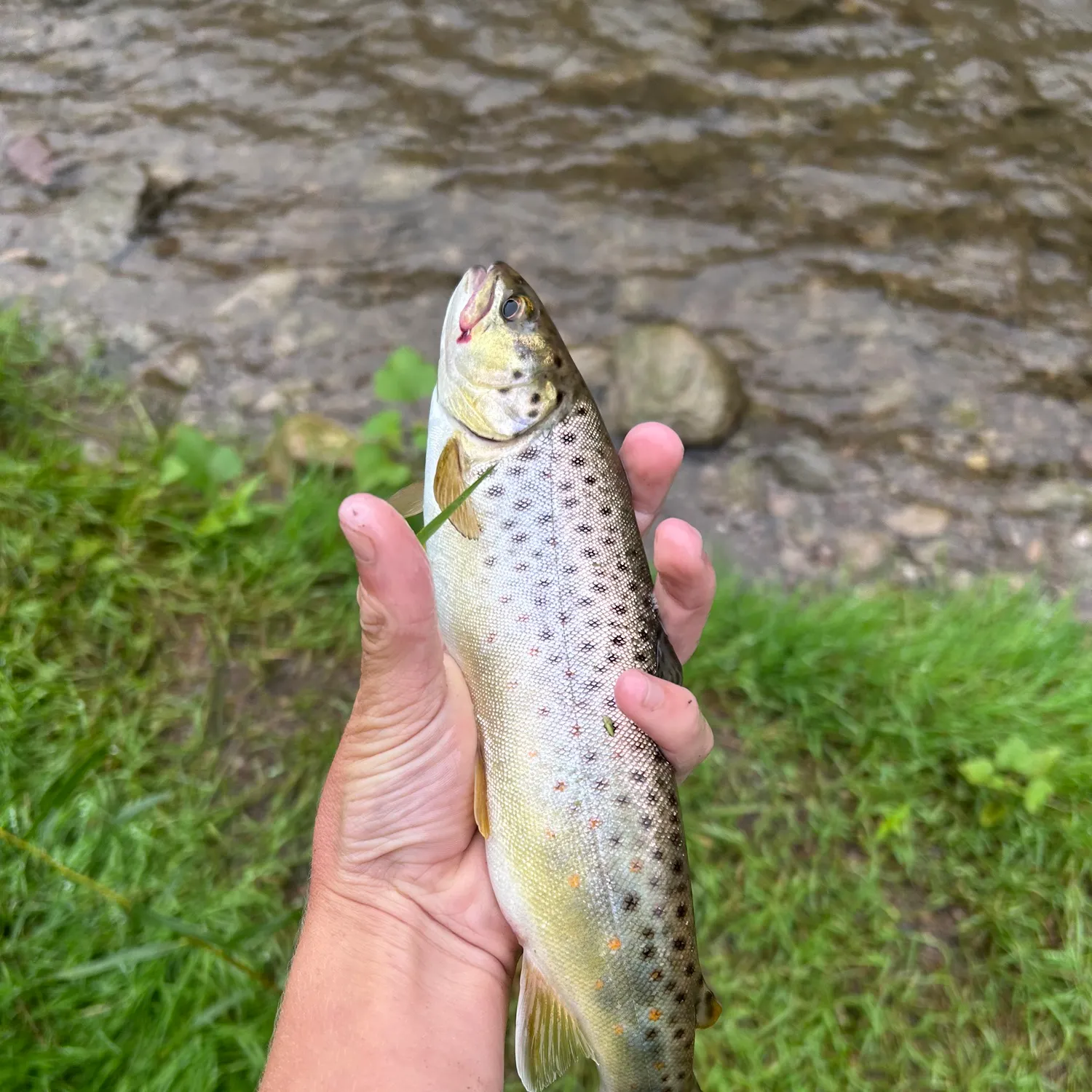 Brown trout caught on Fishbrain