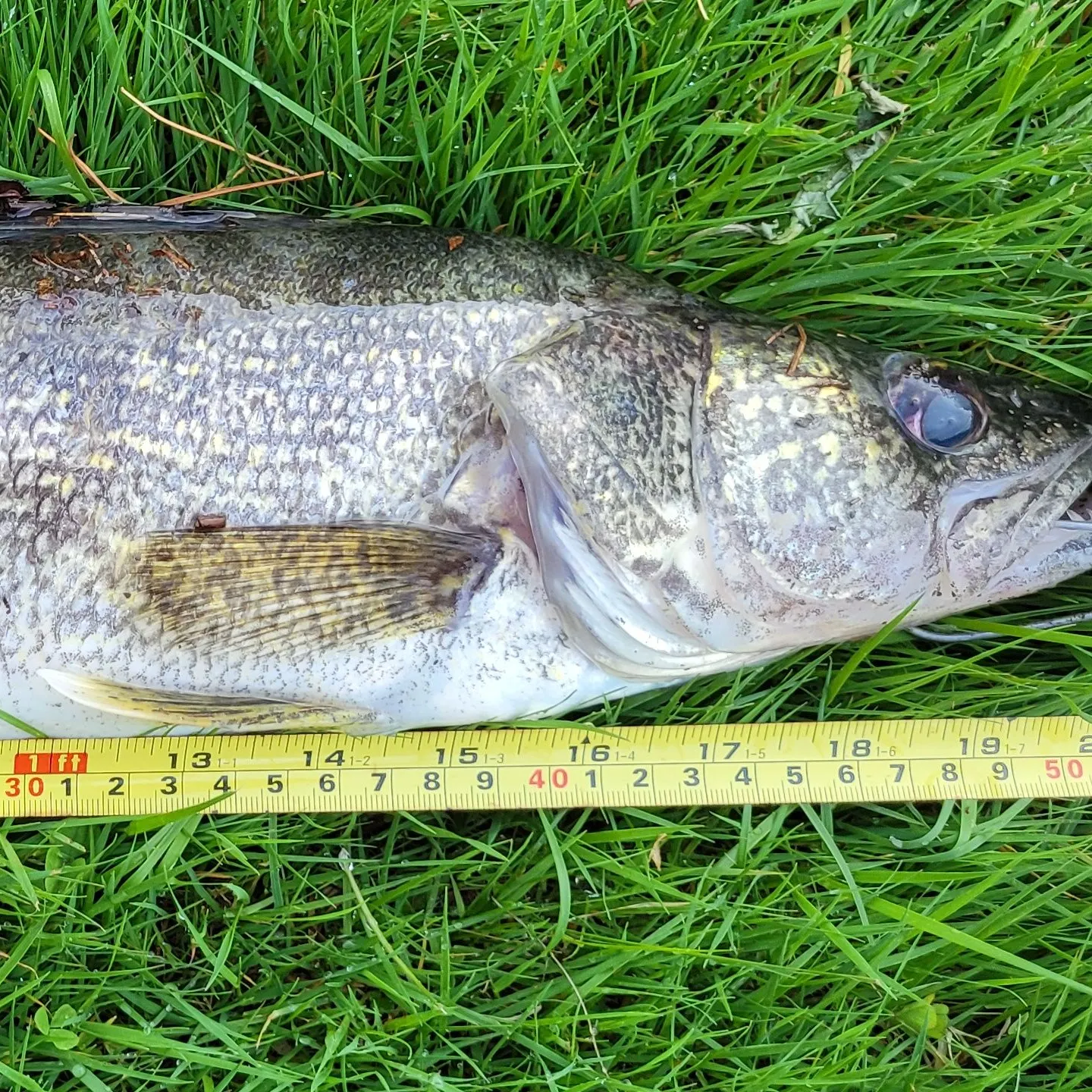 The most recent Walleye catches on Fishbrain