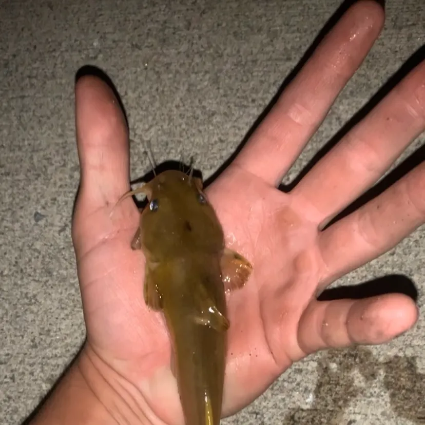 The most recent Stonecat catches on Fishbrain