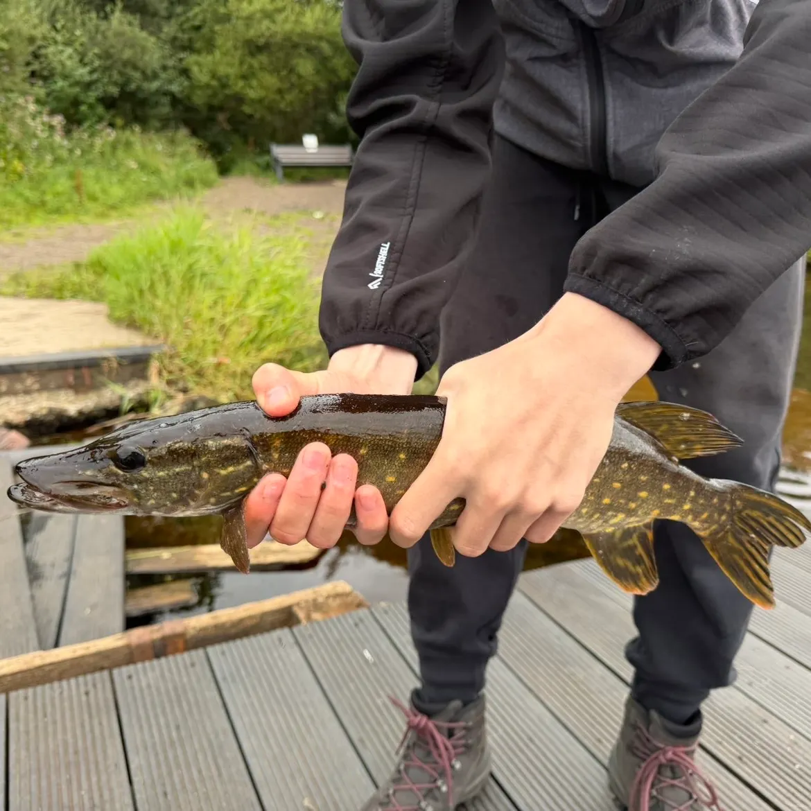 Northern pike caught on Fishbrain