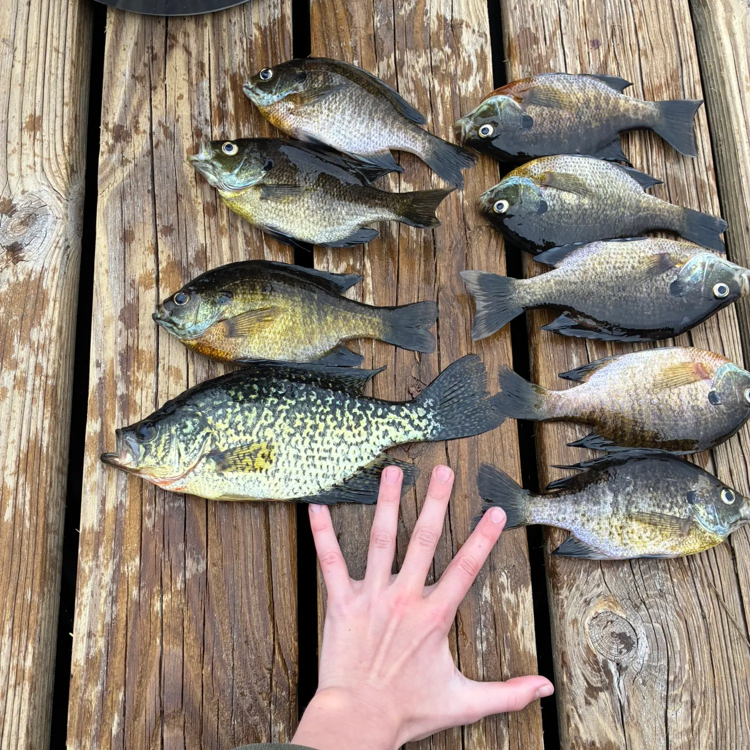 recently logged catches