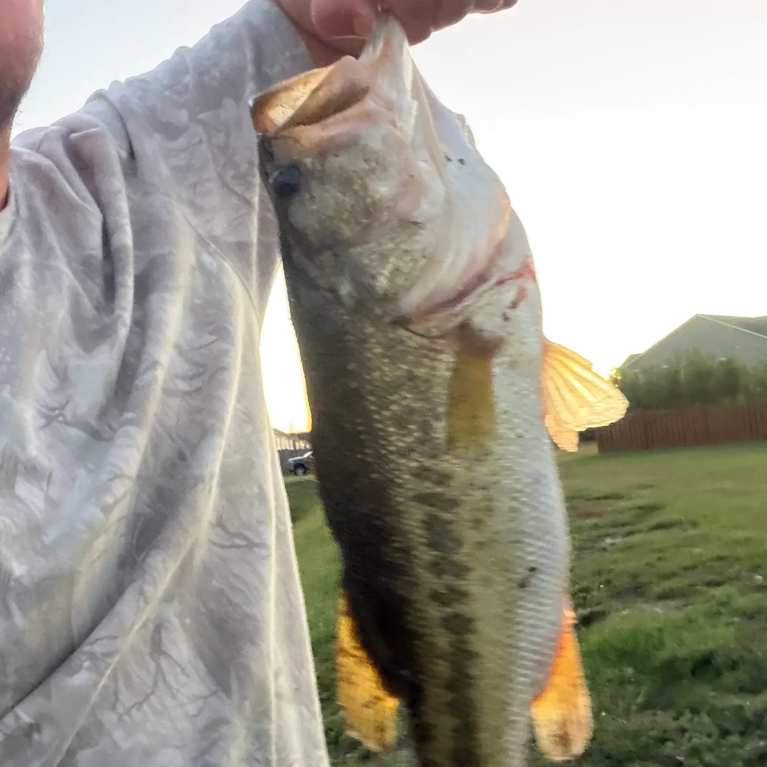 Largemouth bass caught on Fishbrain