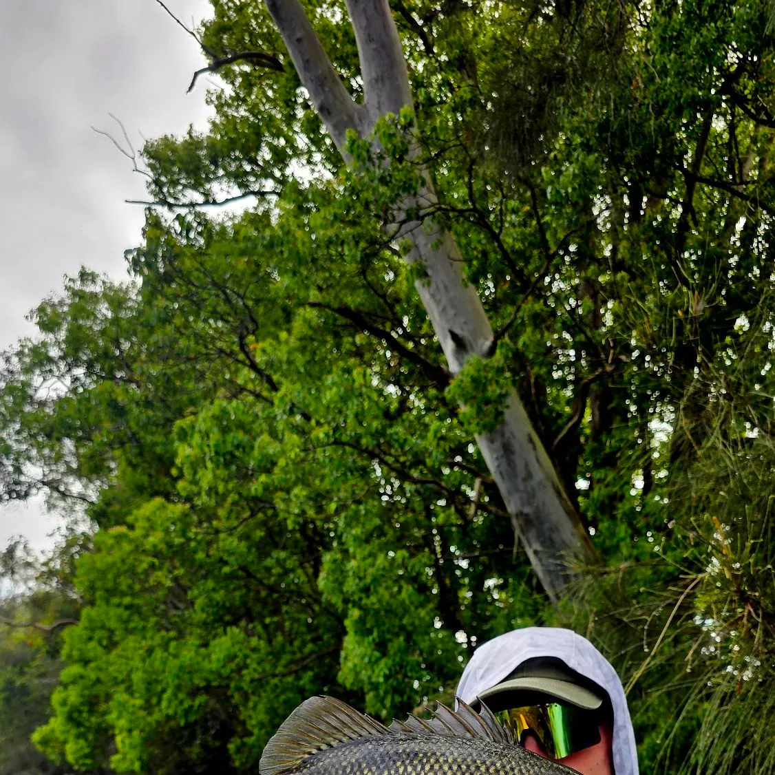 Australian bass caught on Fishbrain