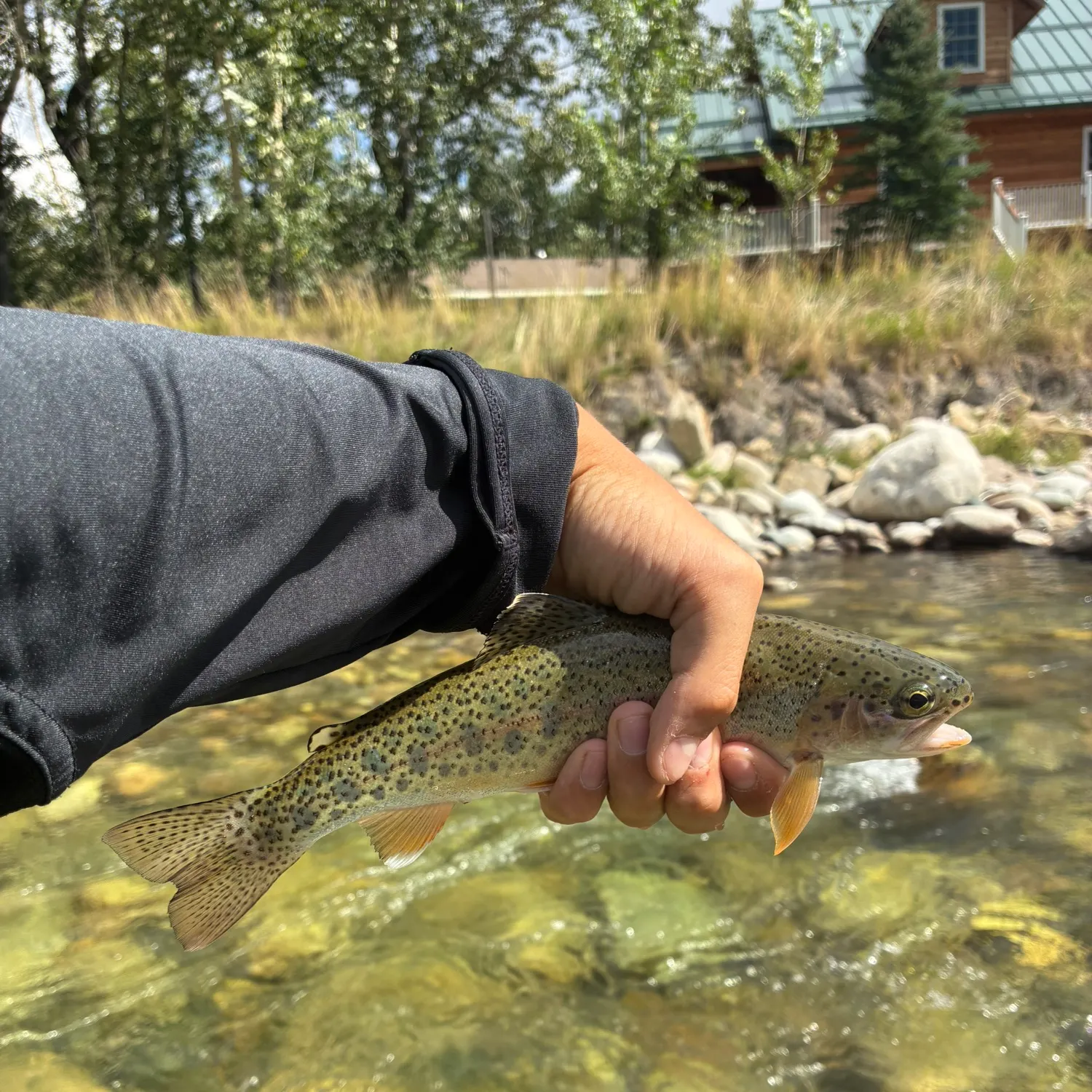 Rainbow trout caught on Fishbrain