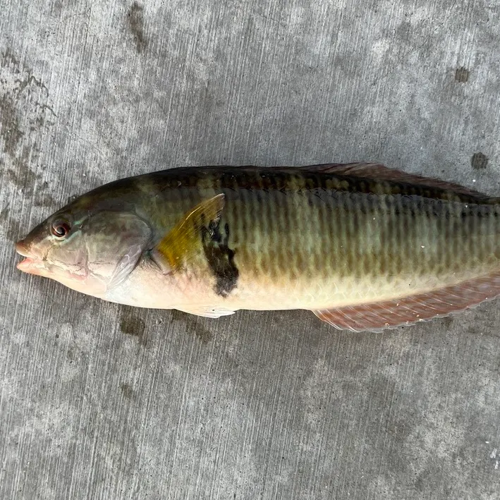 Rock wrasse caught on Fishbrain