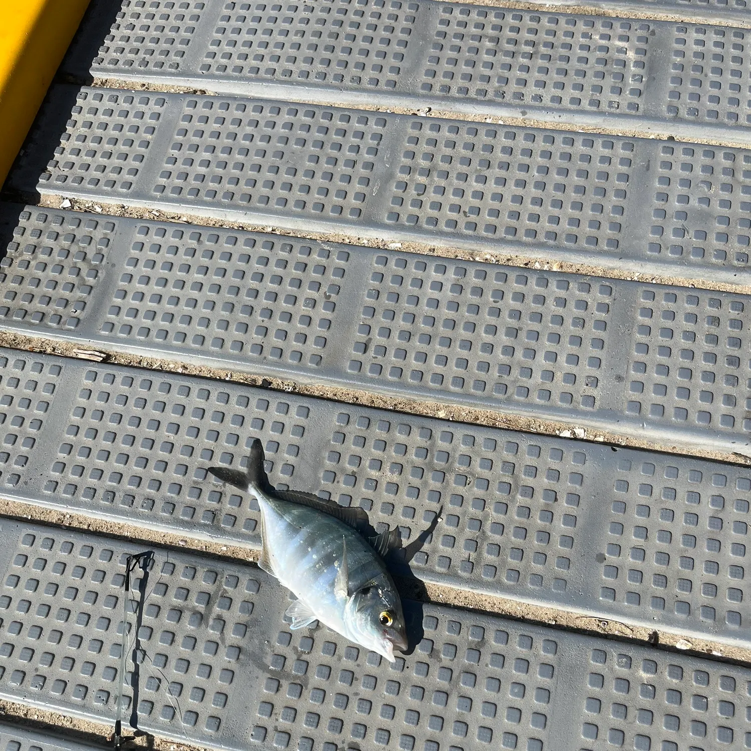 The most recent White trevally catches on Fishbrain