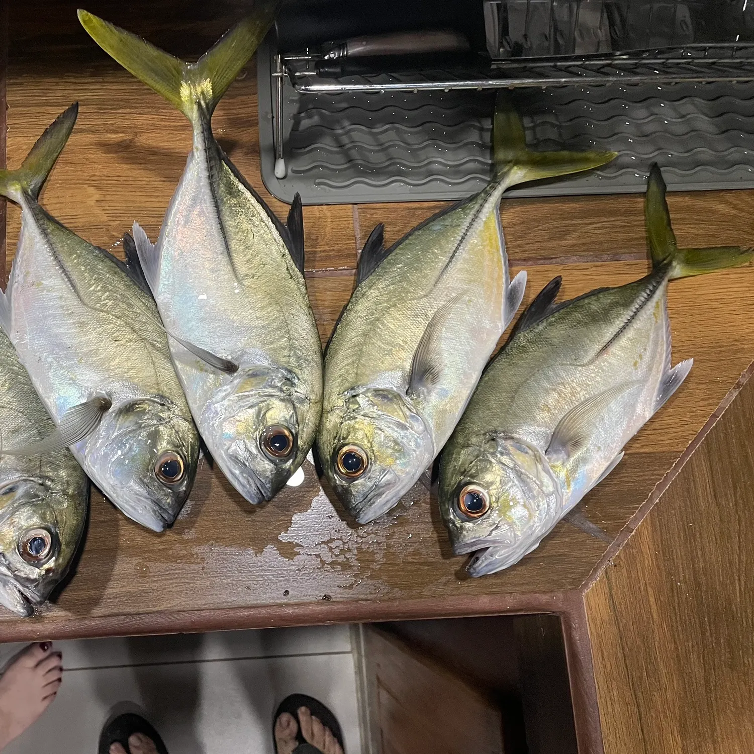 The most recent Pacific crevalle jack catches on Fishbrain