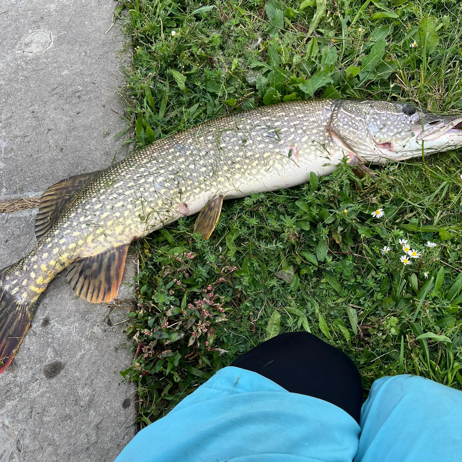 Northern pike caught on Fishbrain