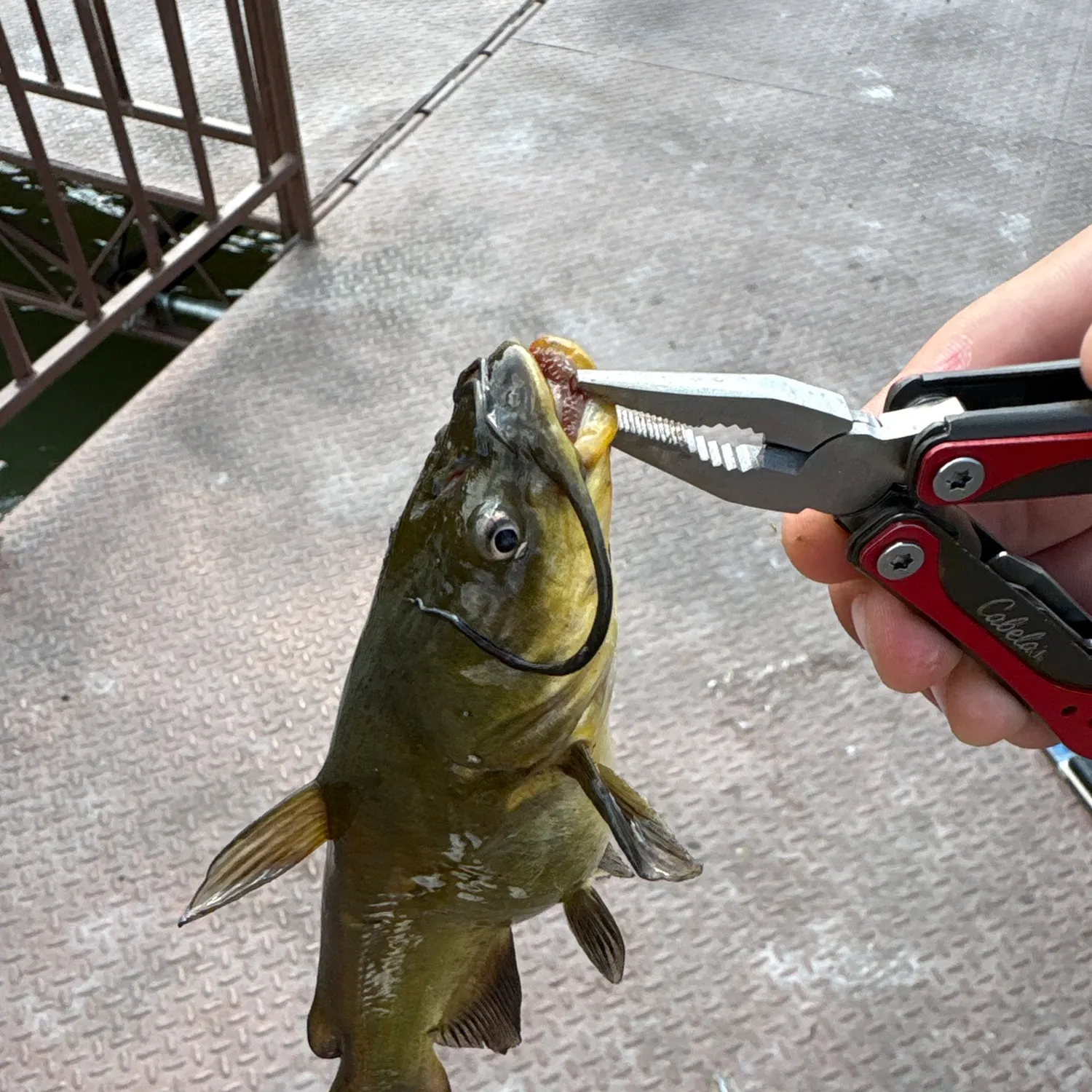 Fish caught on Fishbrain