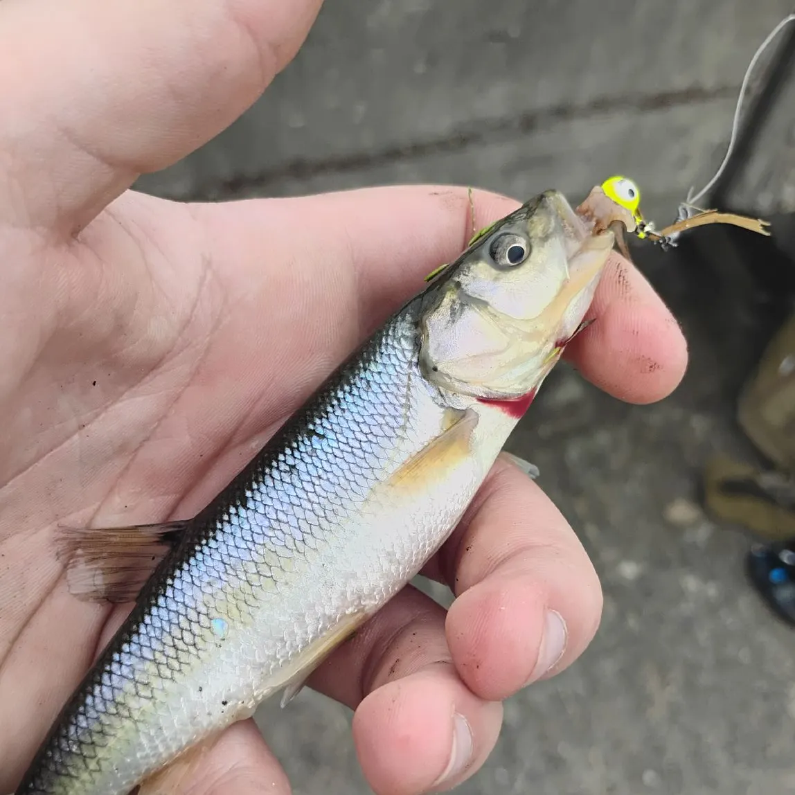 Creek chub caught on Fishbrain