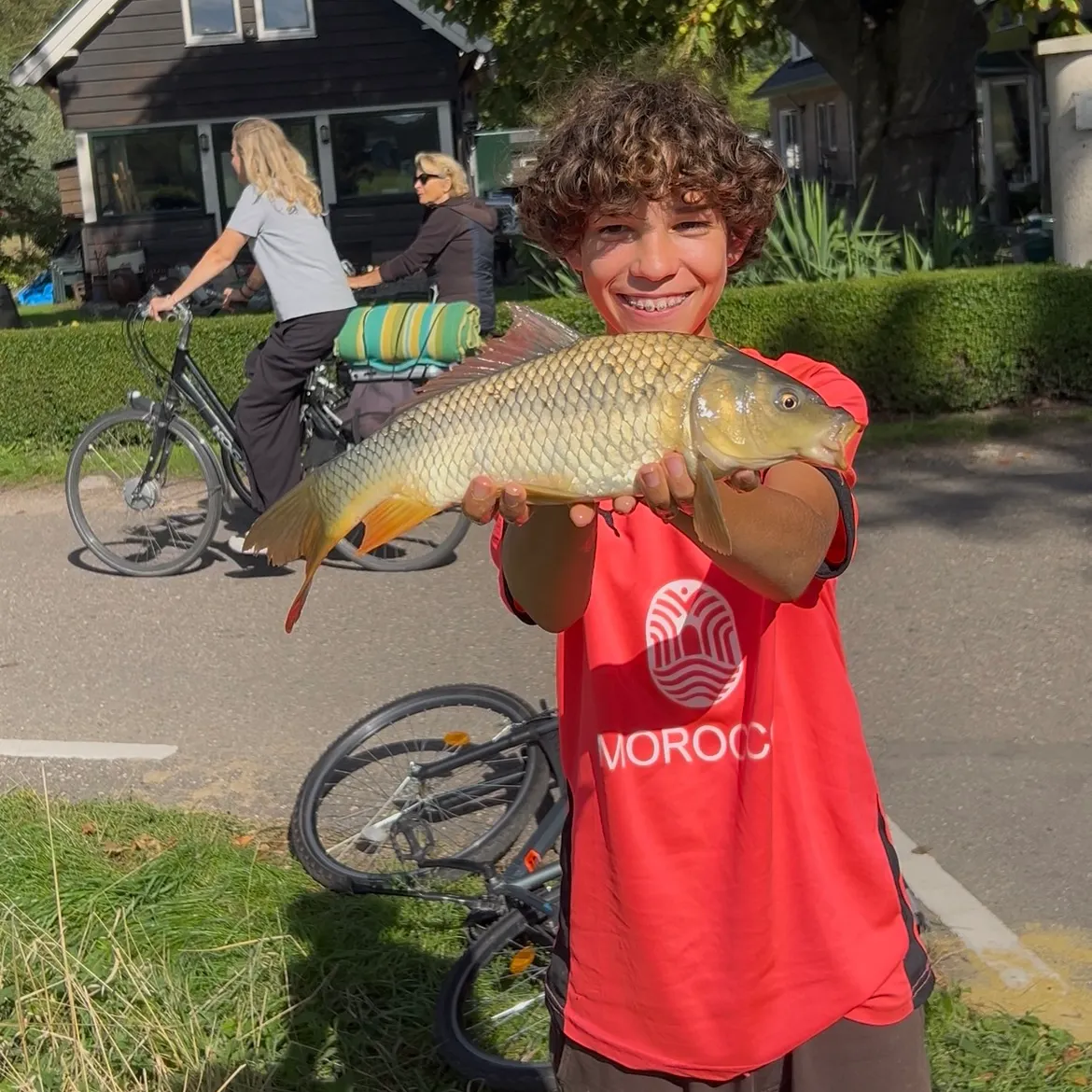 Common carp caught on Fishbrain