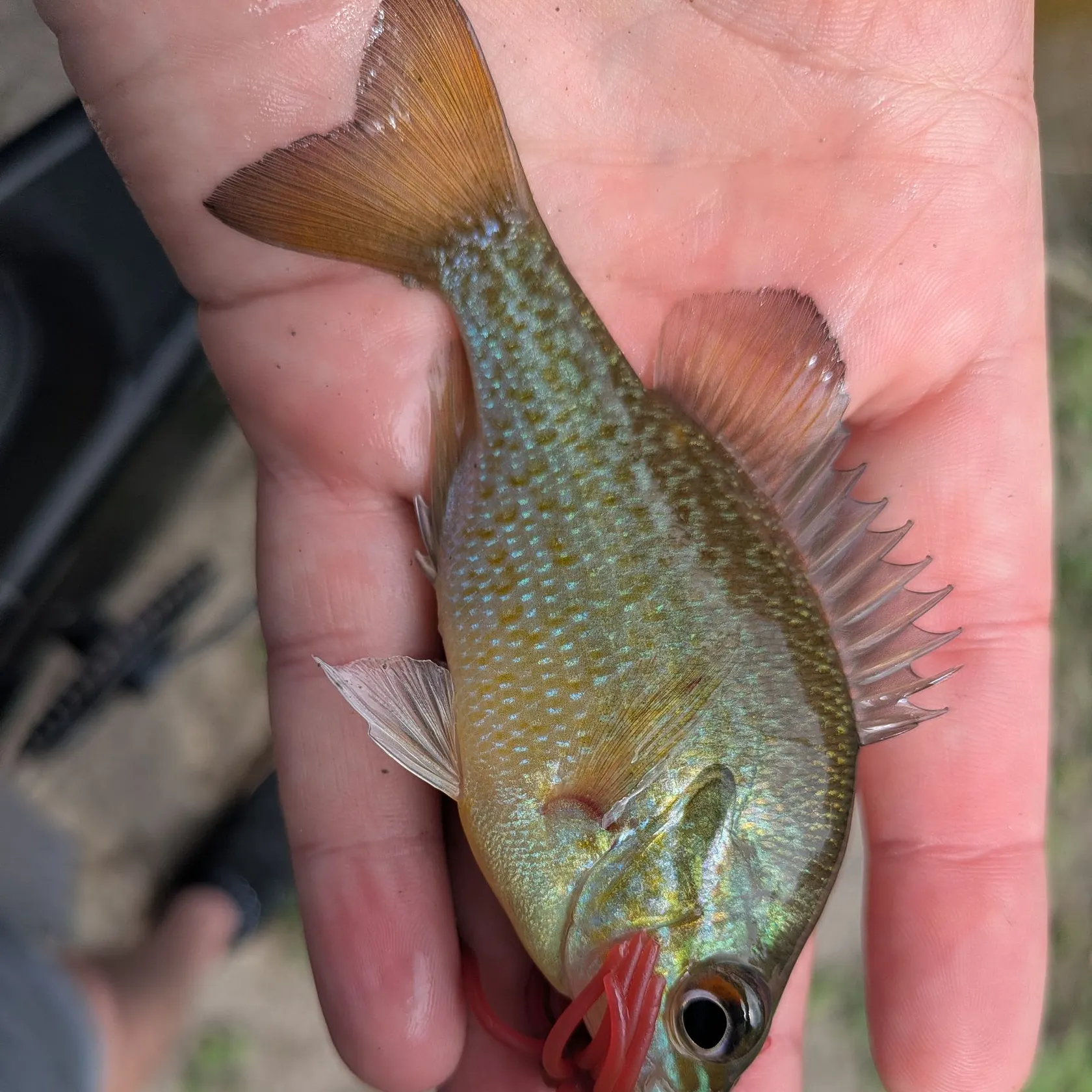 The most recent Redbreast sunfish catches on Fishbrain