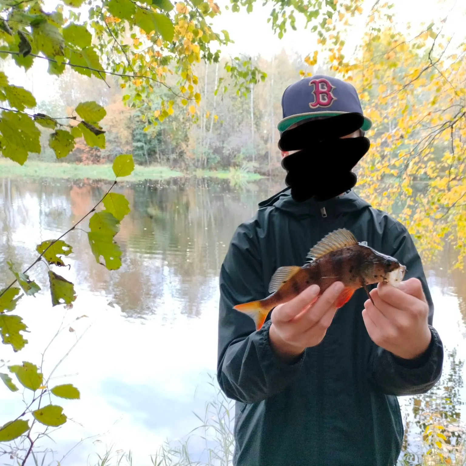 European perch caught on Fishbrain