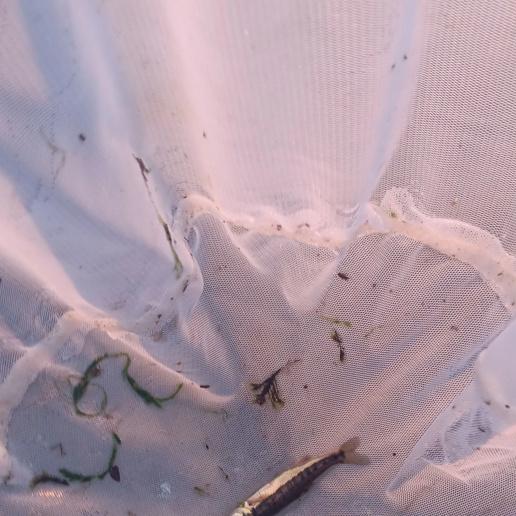 The most recent Eurasian minnow catches on Fishbrain