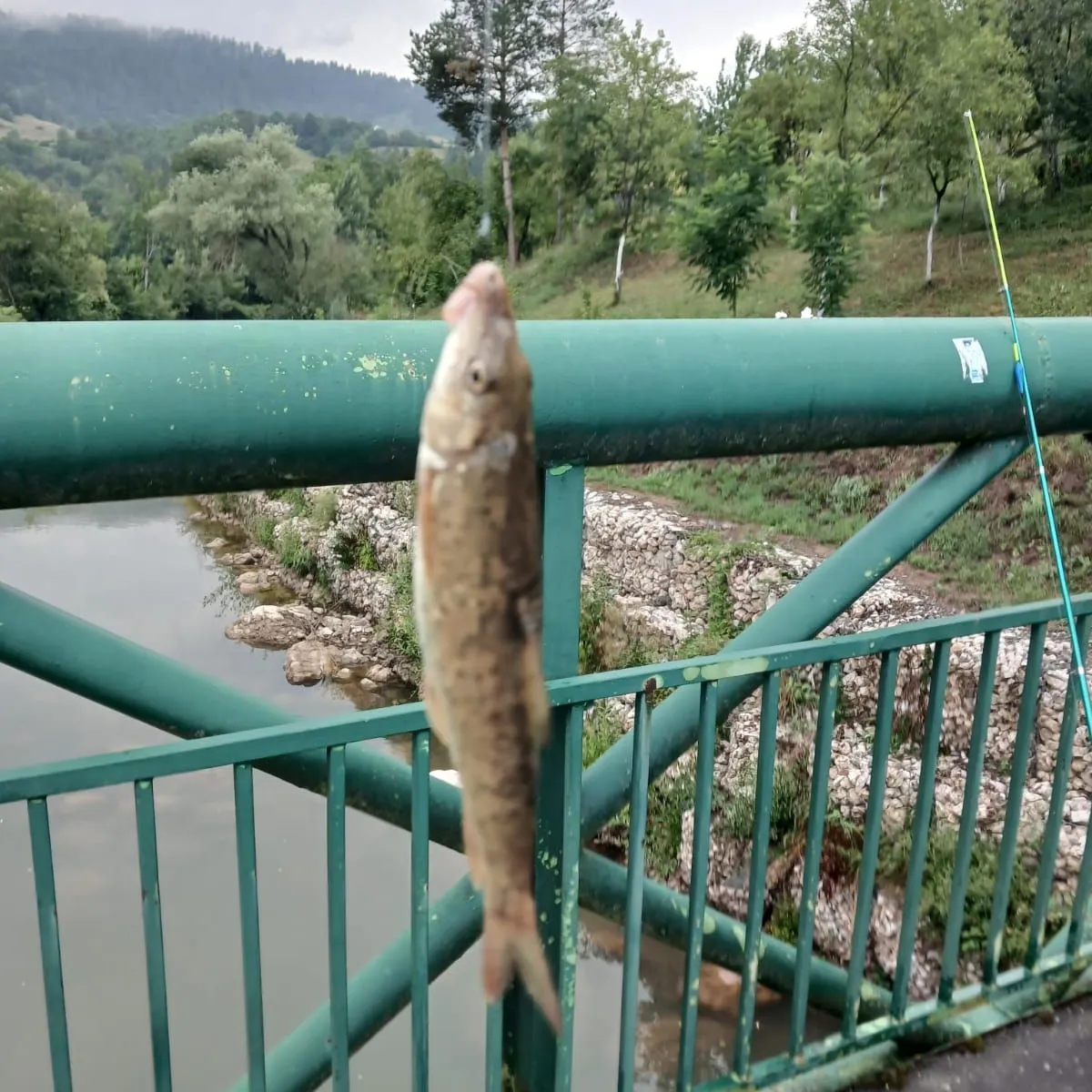 European chub caught on Fishbrain
