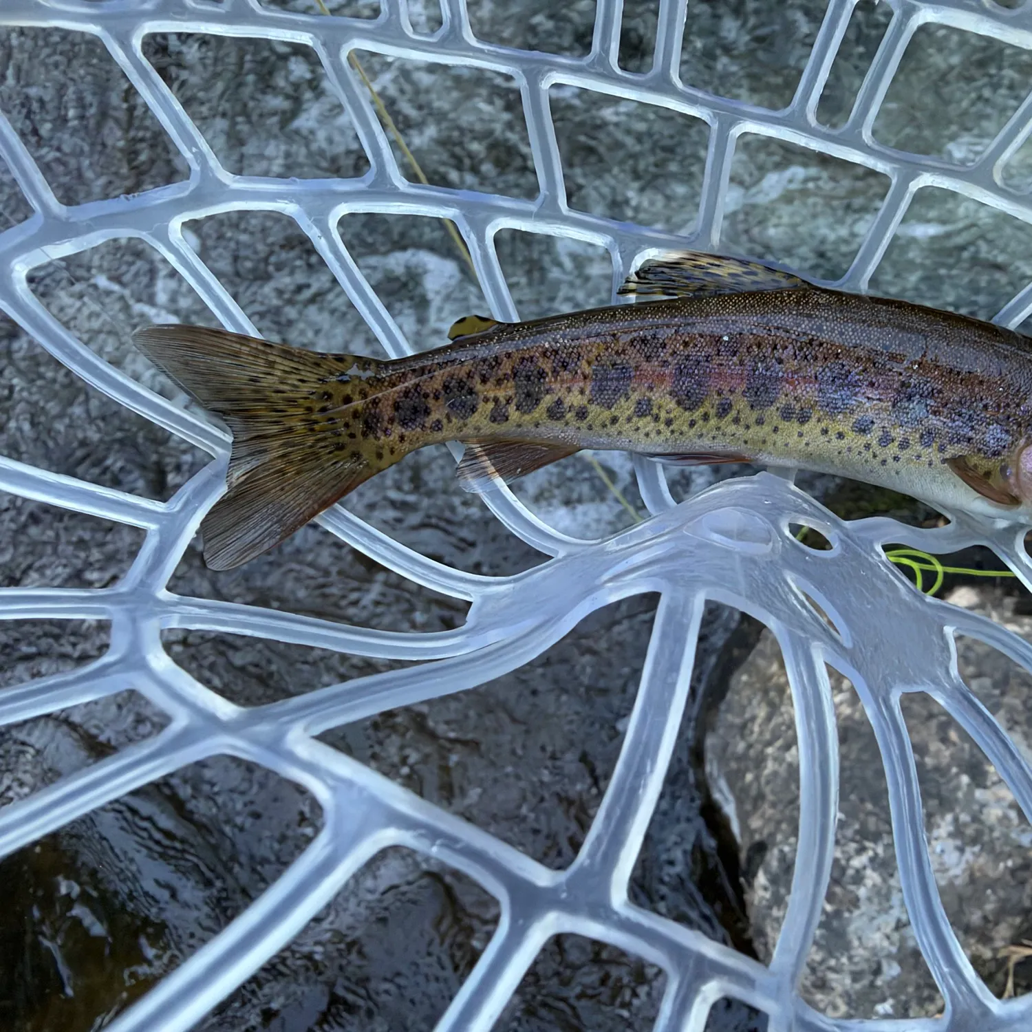 Rainbow trout caught on Fishbrain