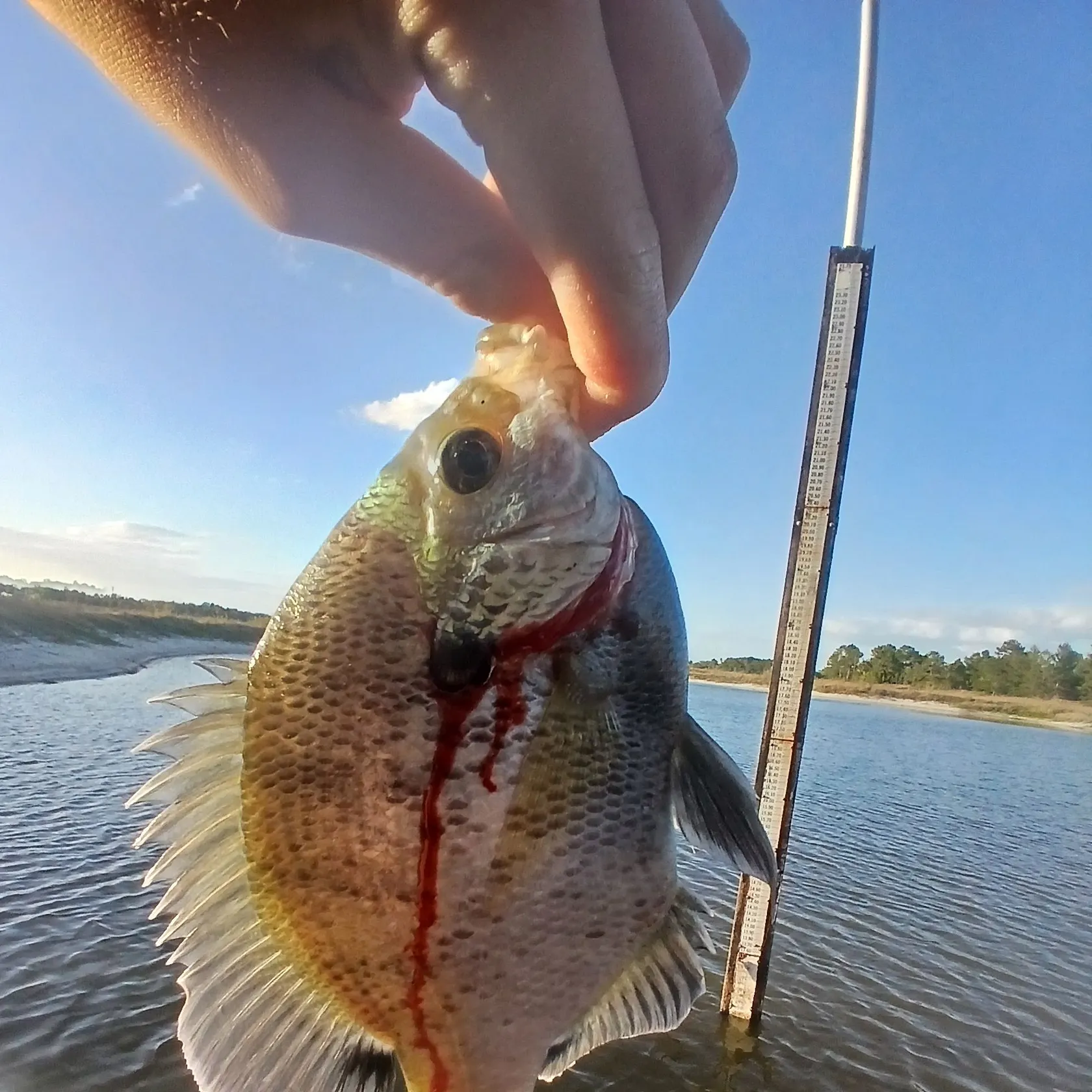 The most recent Coppernose bluegill catches on Fishbrain