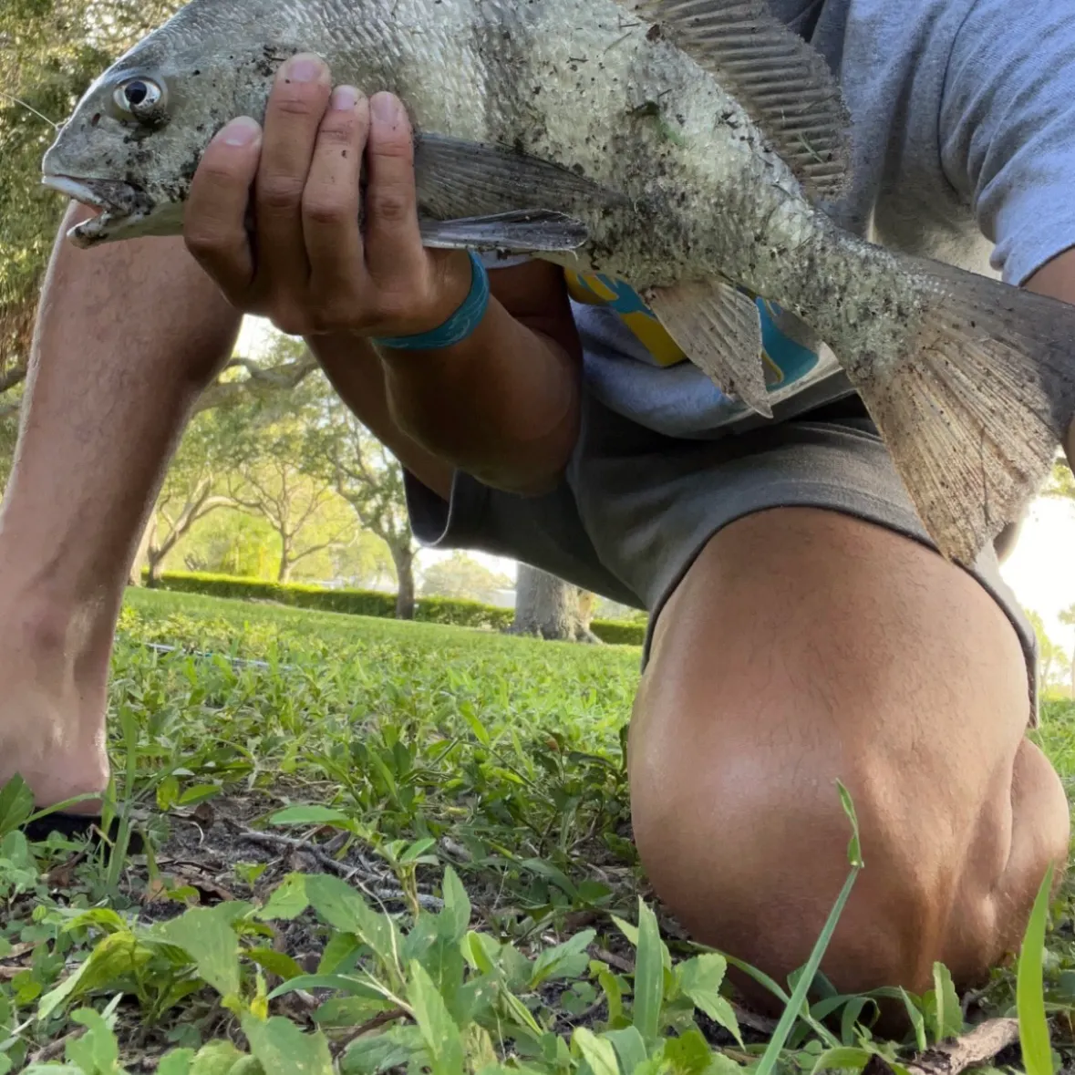 Black drum caught on Fishbrain