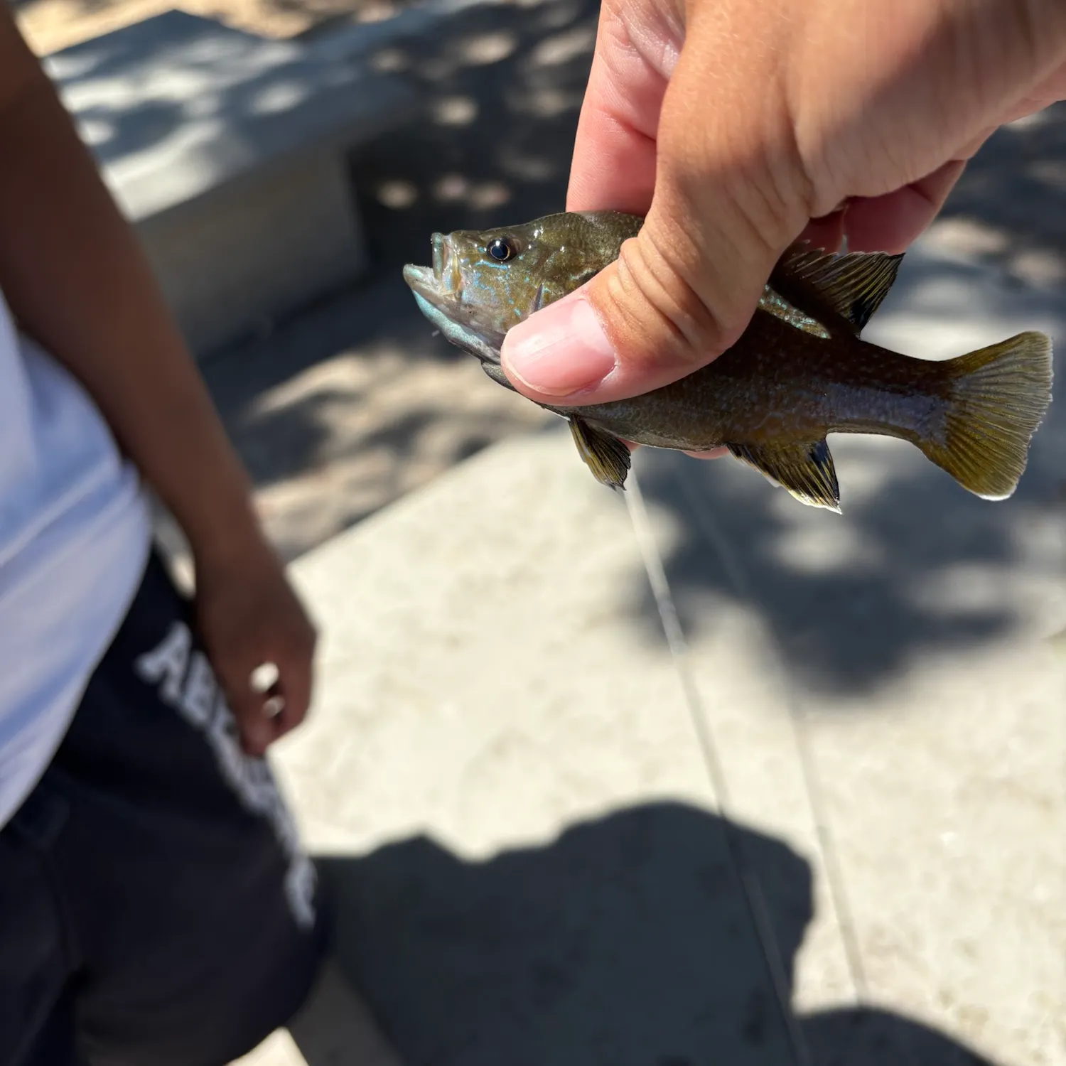 Greengill hybrid caught on Fishbrain