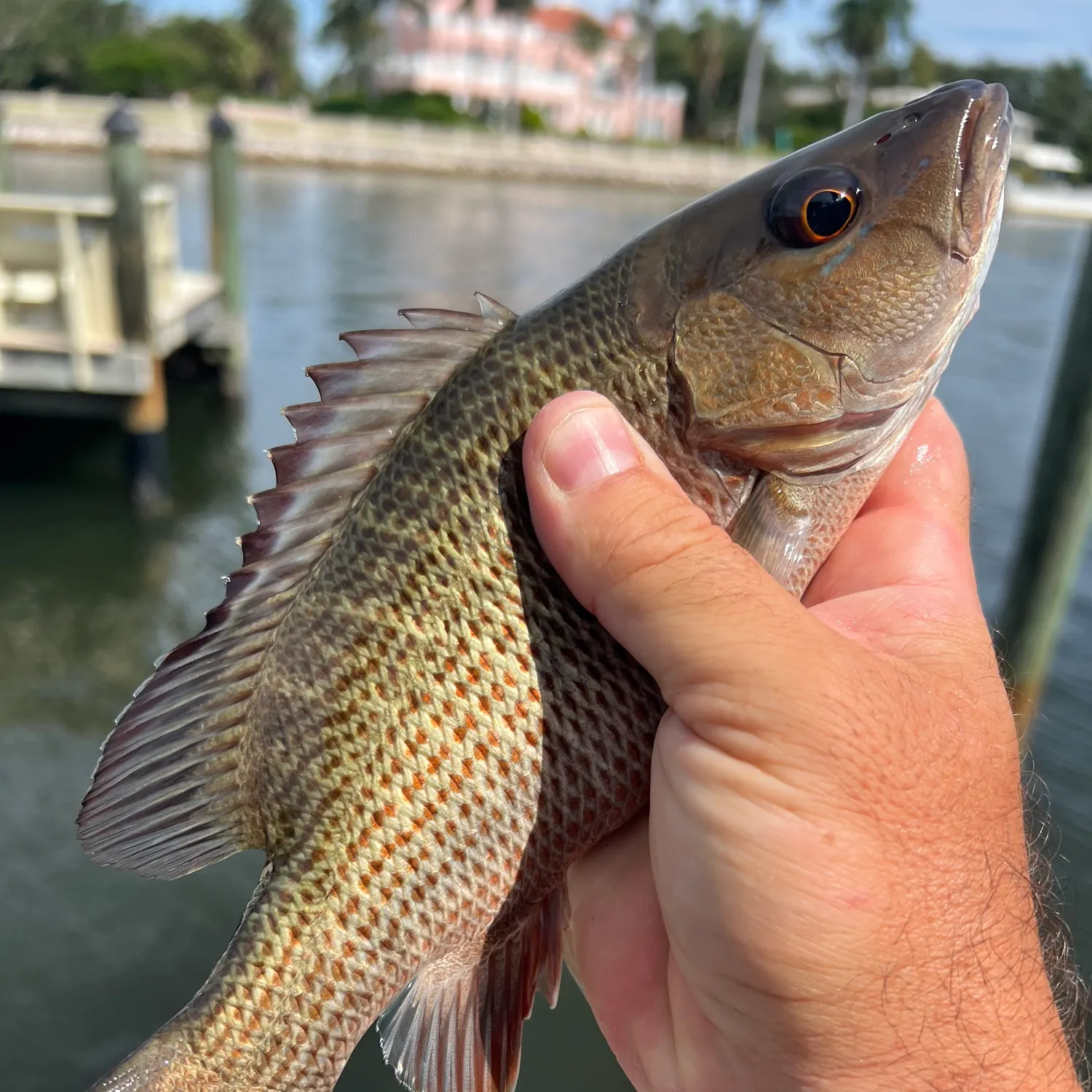 Mangrove snapper caught on Fishbrain