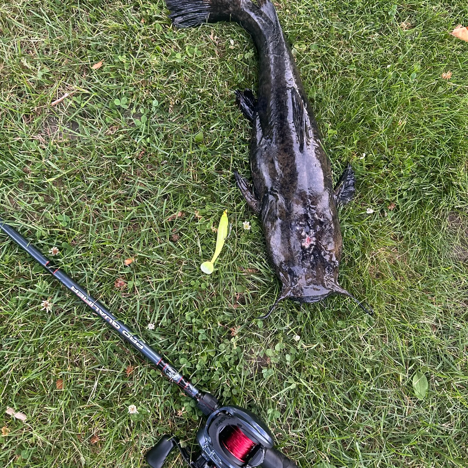 The most recent Flathead catfish catches on Fishbrain