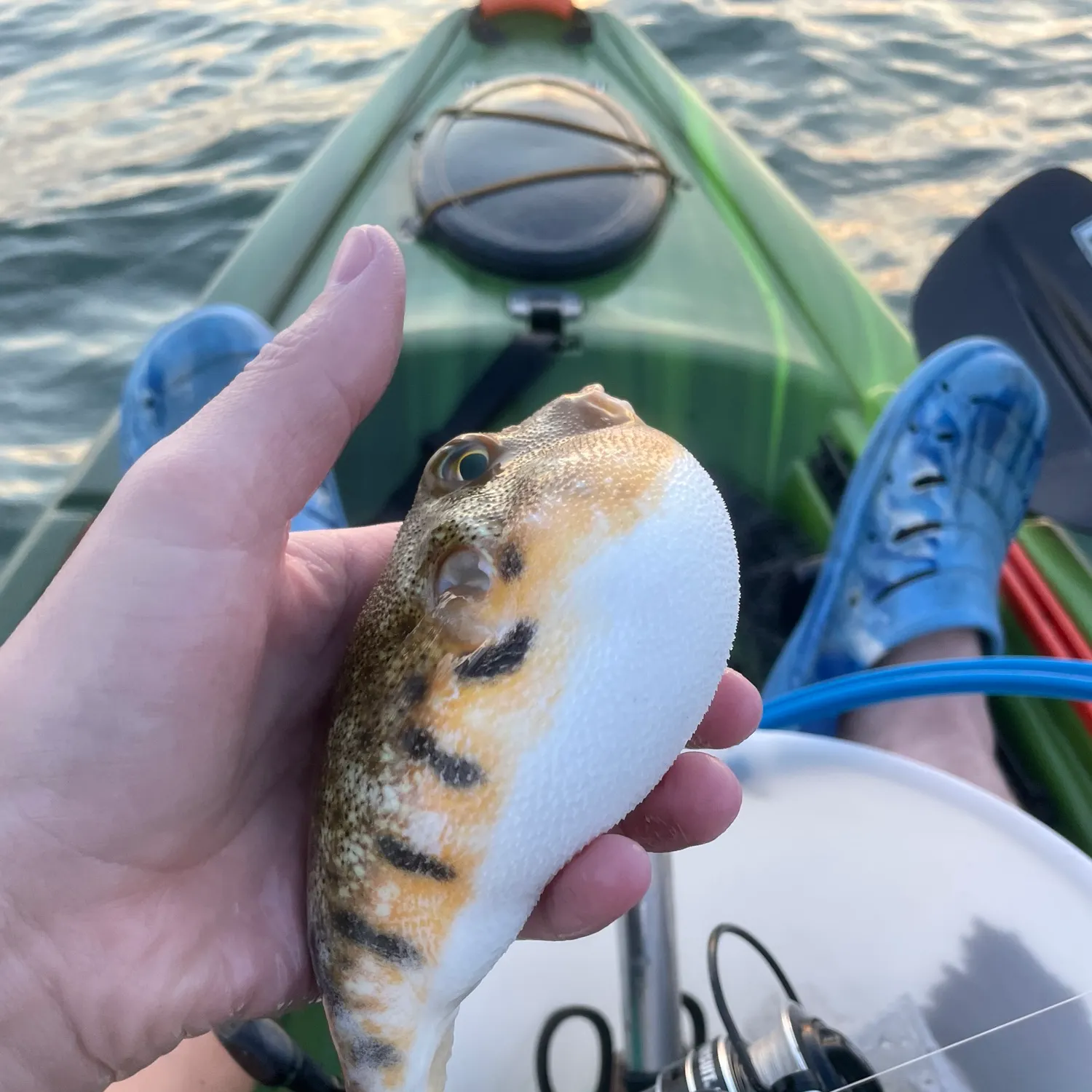 The most recent Northern puffer catches on Fishbrain