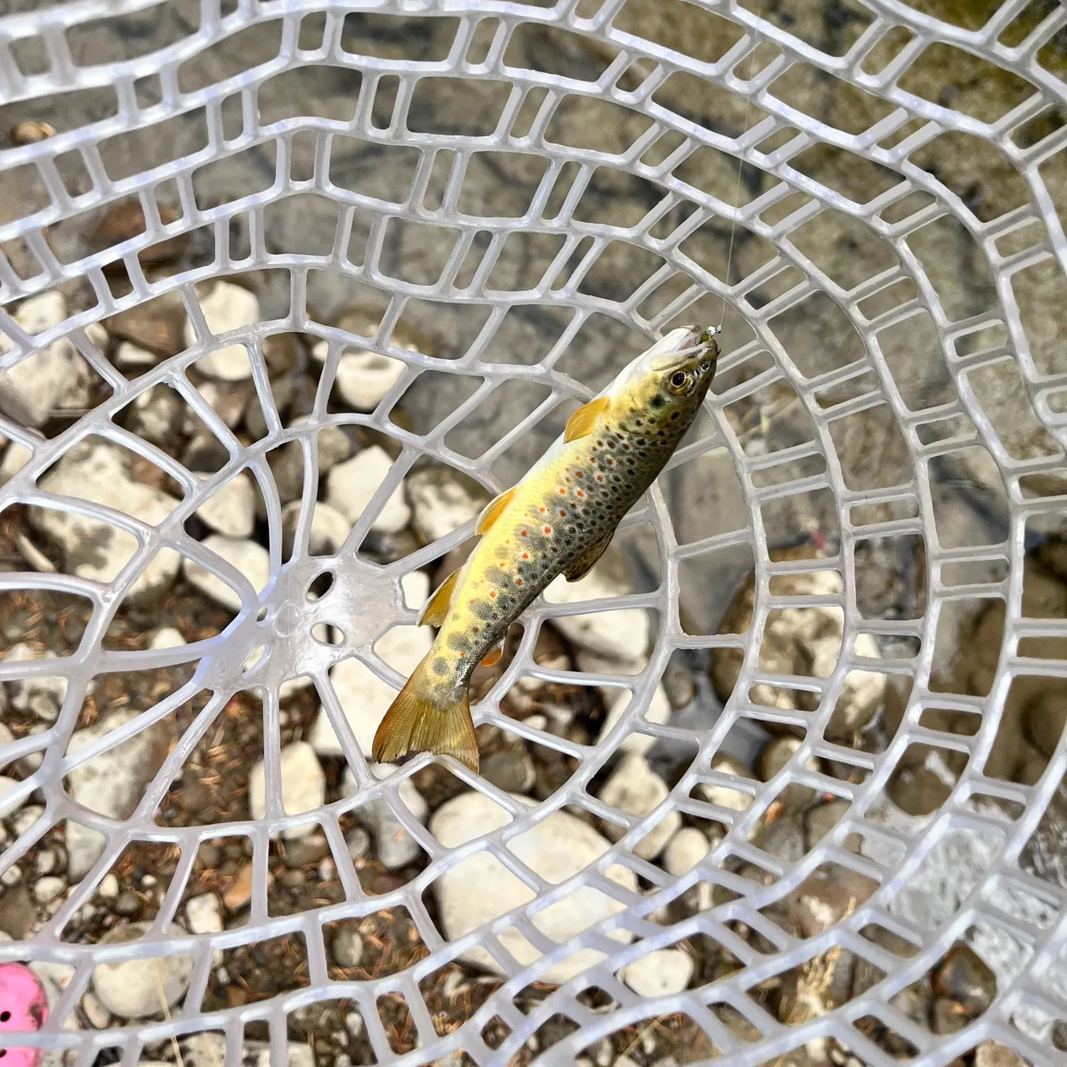 Brown trout caught on Fishbrain