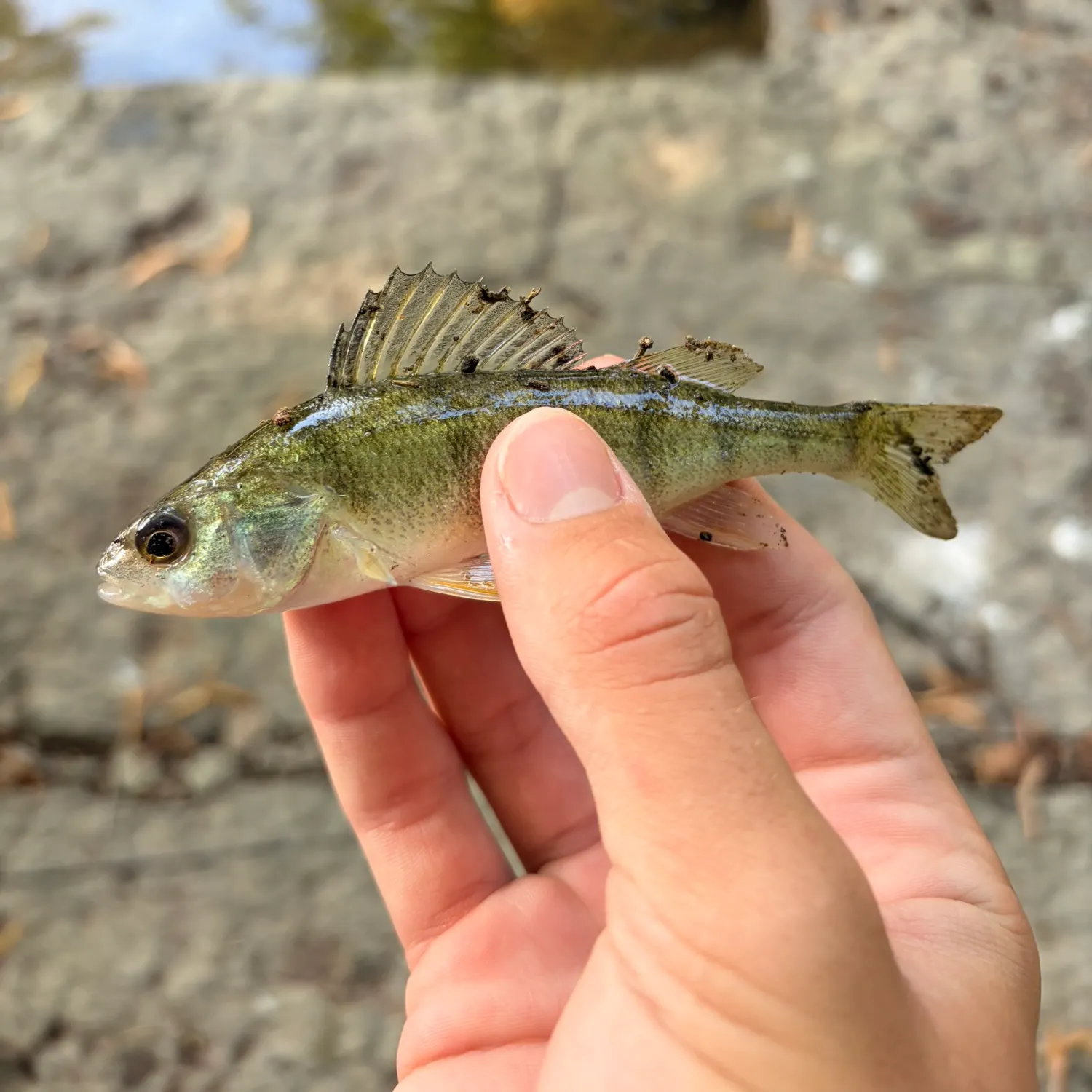 Yellow perch caught on Fishbrain