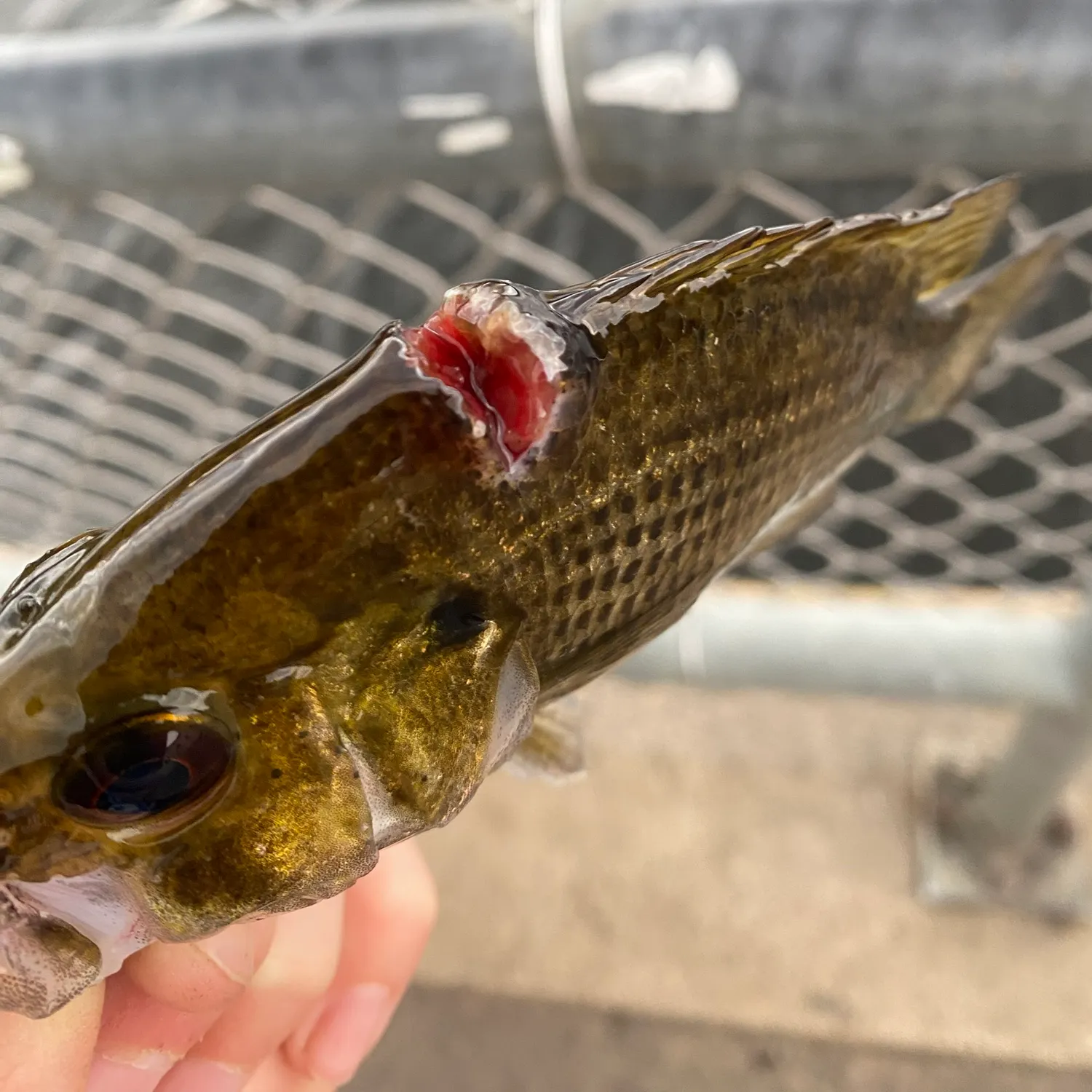 Rock bass caught on Fishbrain