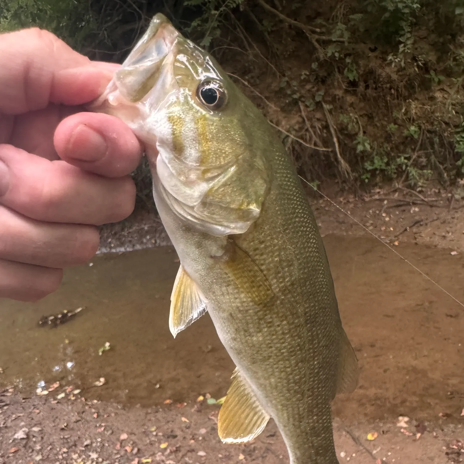 Smallmouth bass caught on Fishbrain
