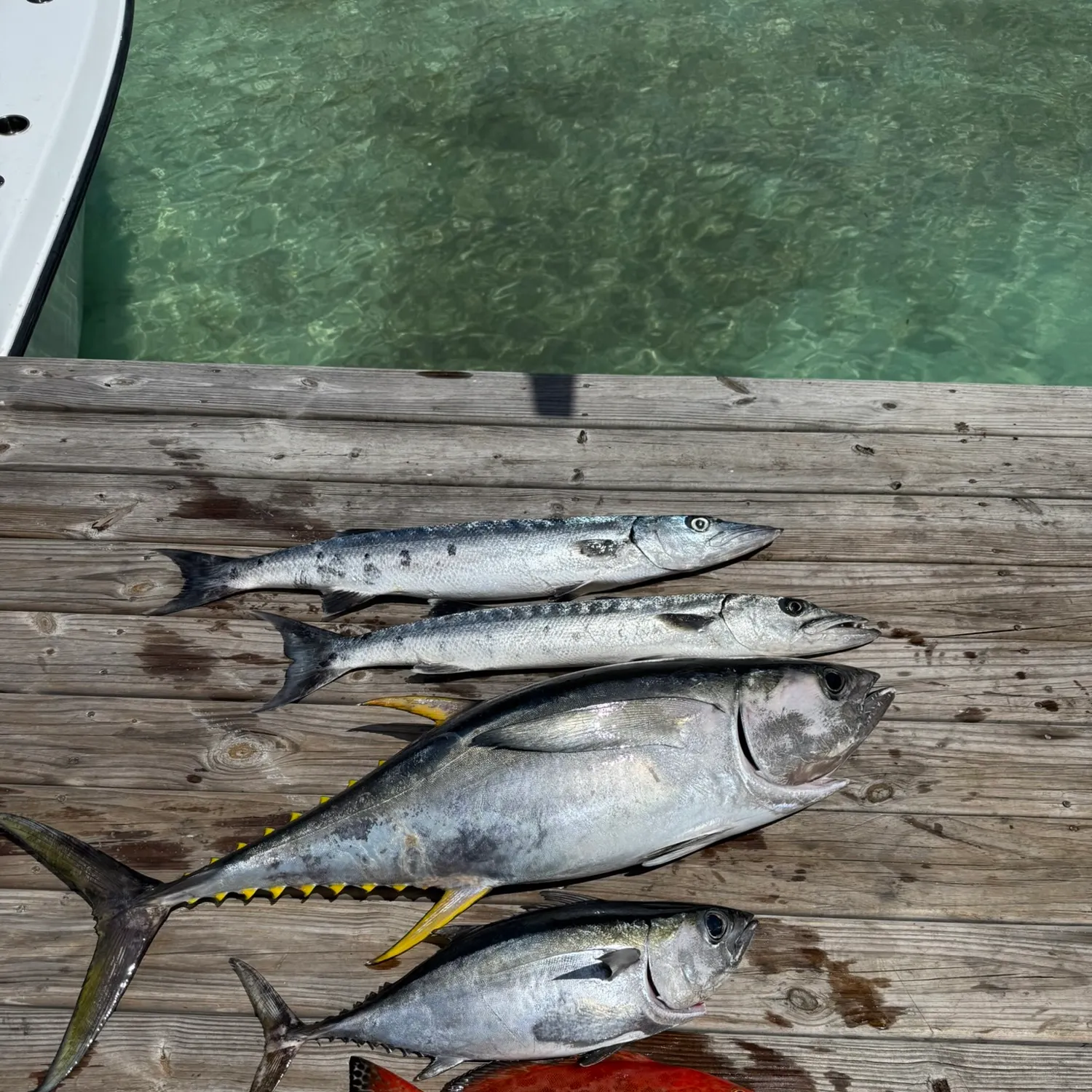 The most recent Yellowfin tuna catches on Fishbrain