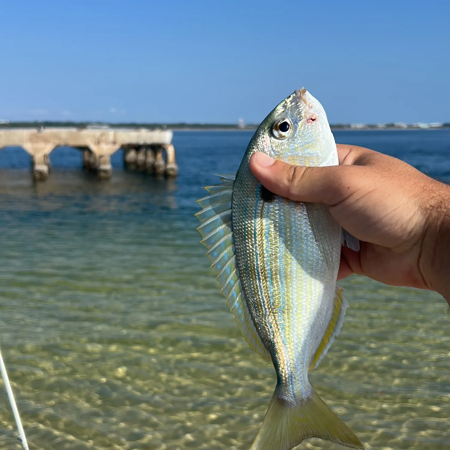 The most recent Scup catches on Fishbrain