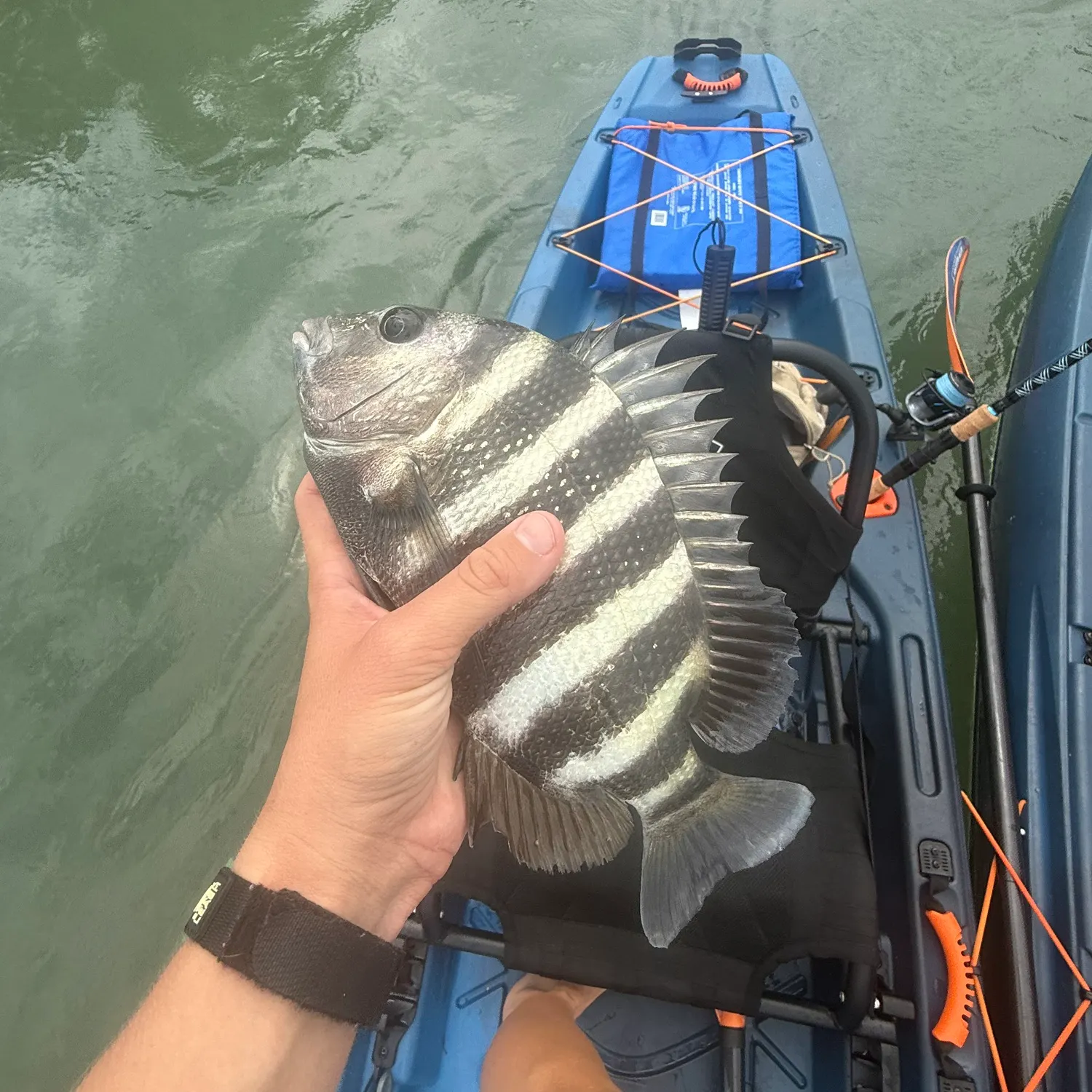 Sheepshead caught on Fishbrain