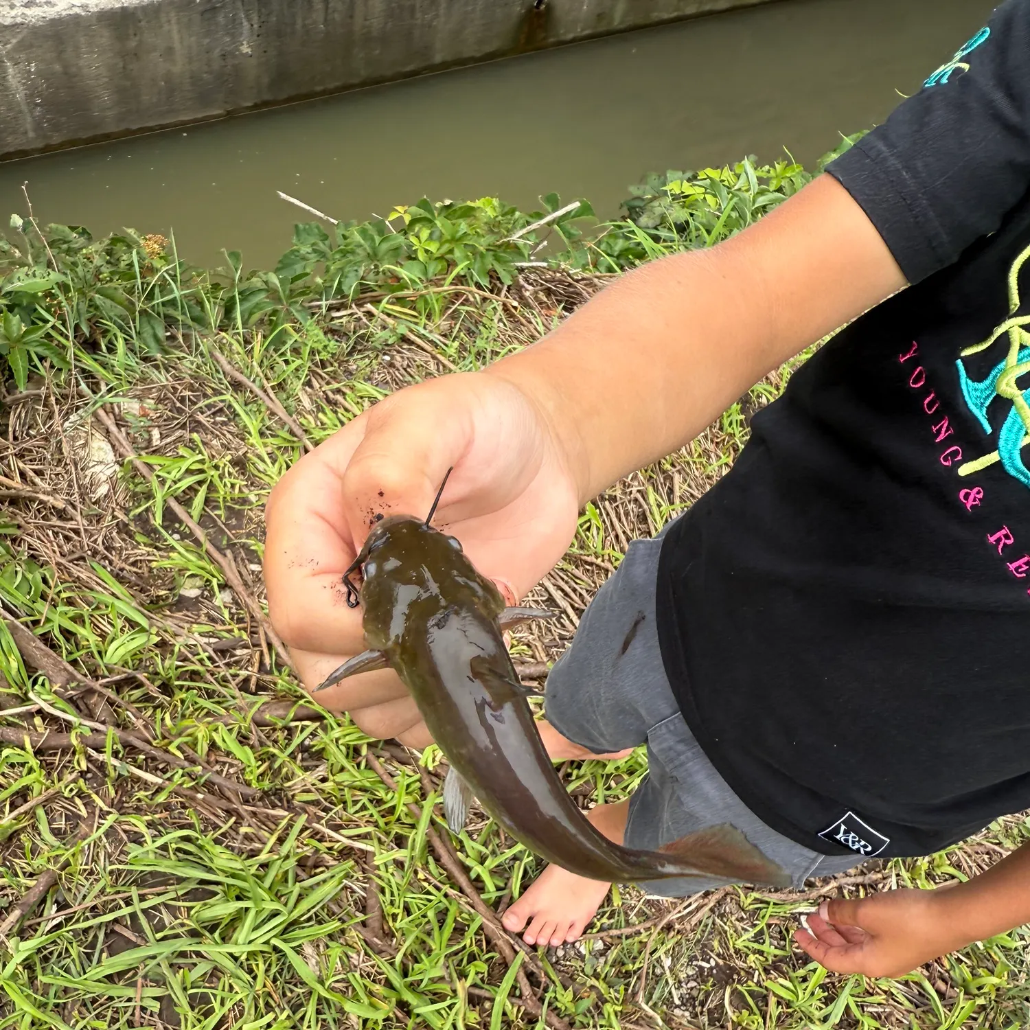 The most recent Stonecat catches on Fishbrain