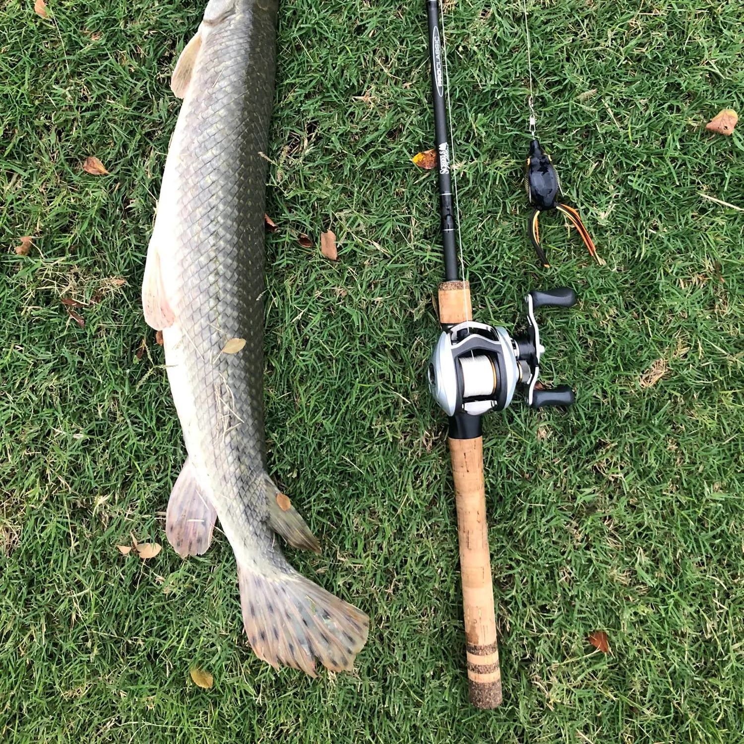 recently logged catches