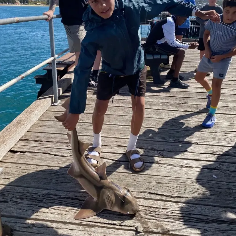 The most recent Port Jackson shark catches on Fishbrain