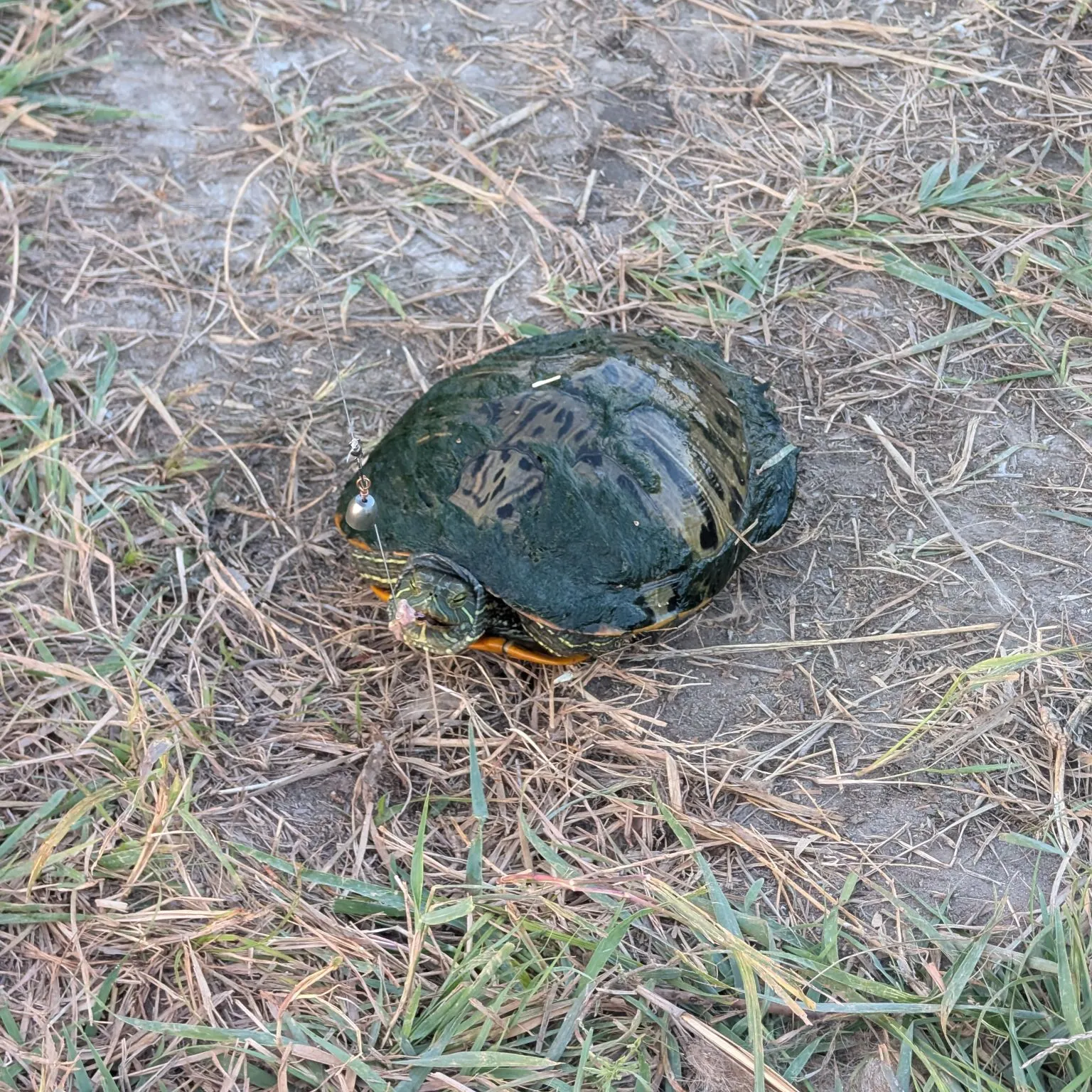 The most recent Pond slider turtle catches on Fishbrain