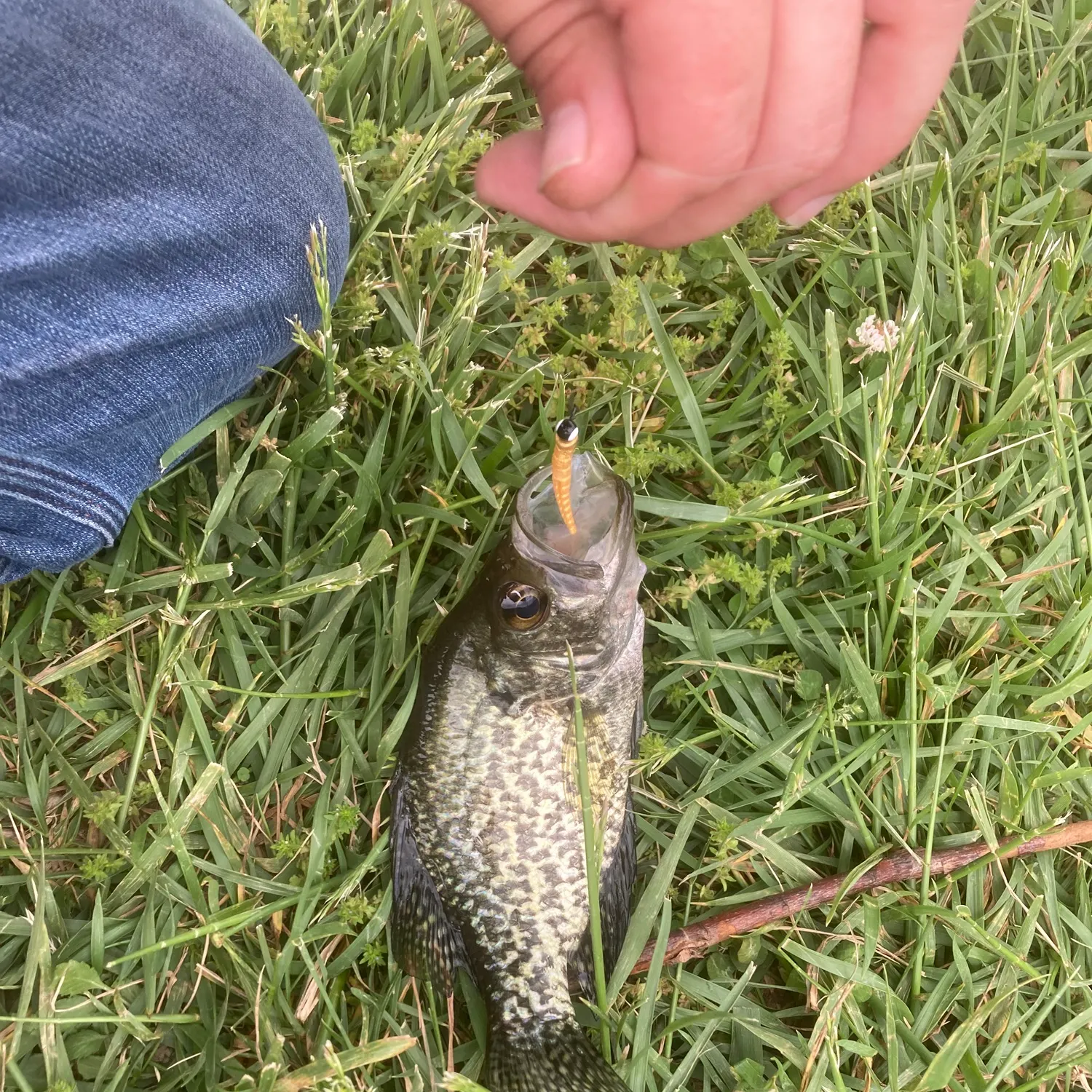 The most recent Black crappie catches on Fishbrain