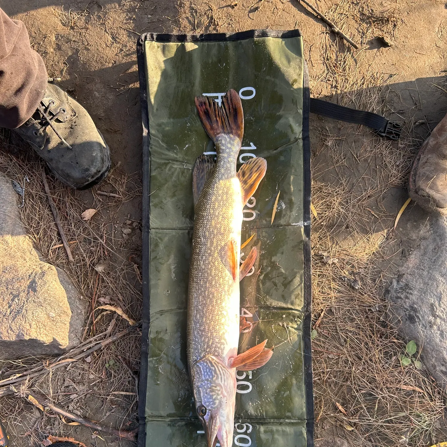 Northern pike caught on Fishbrain