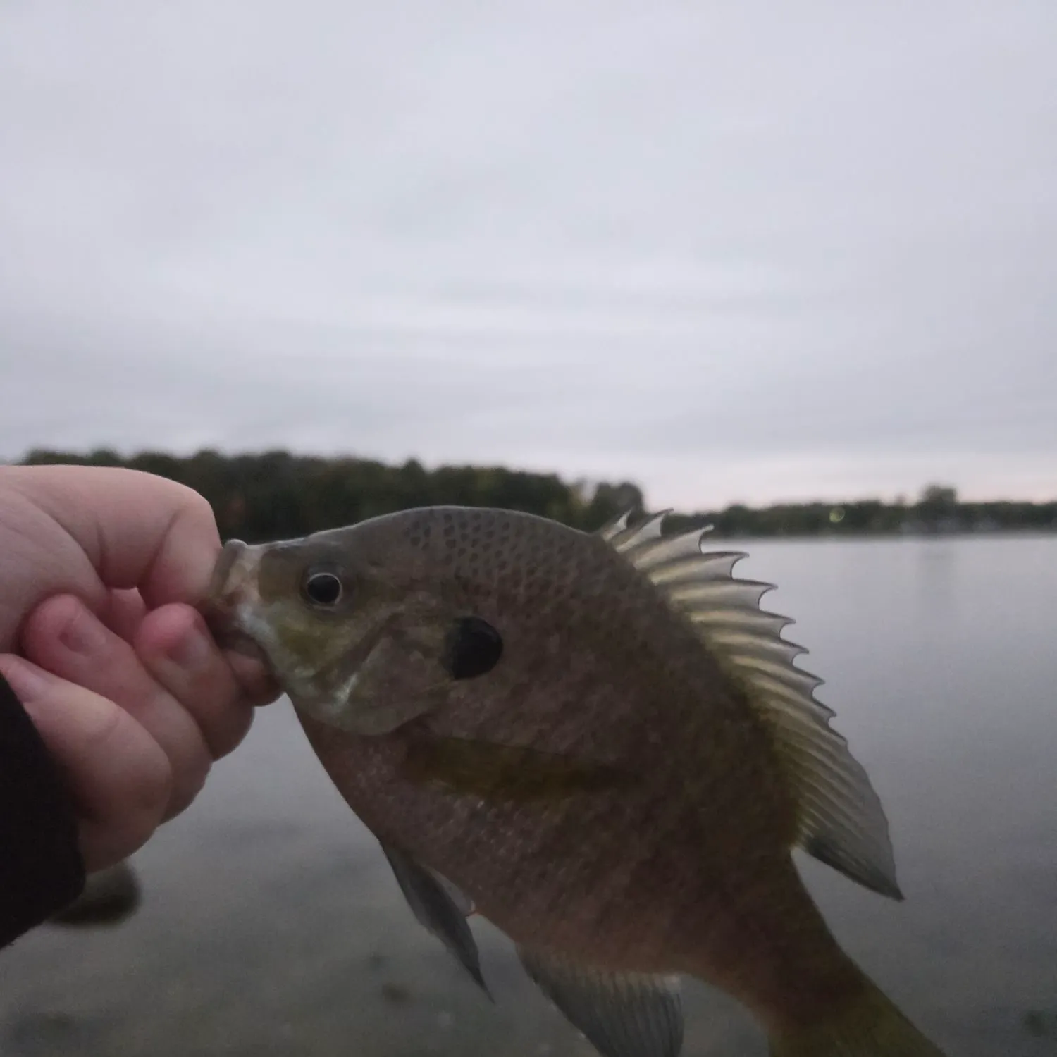 Bluegill caught on Fishbrain