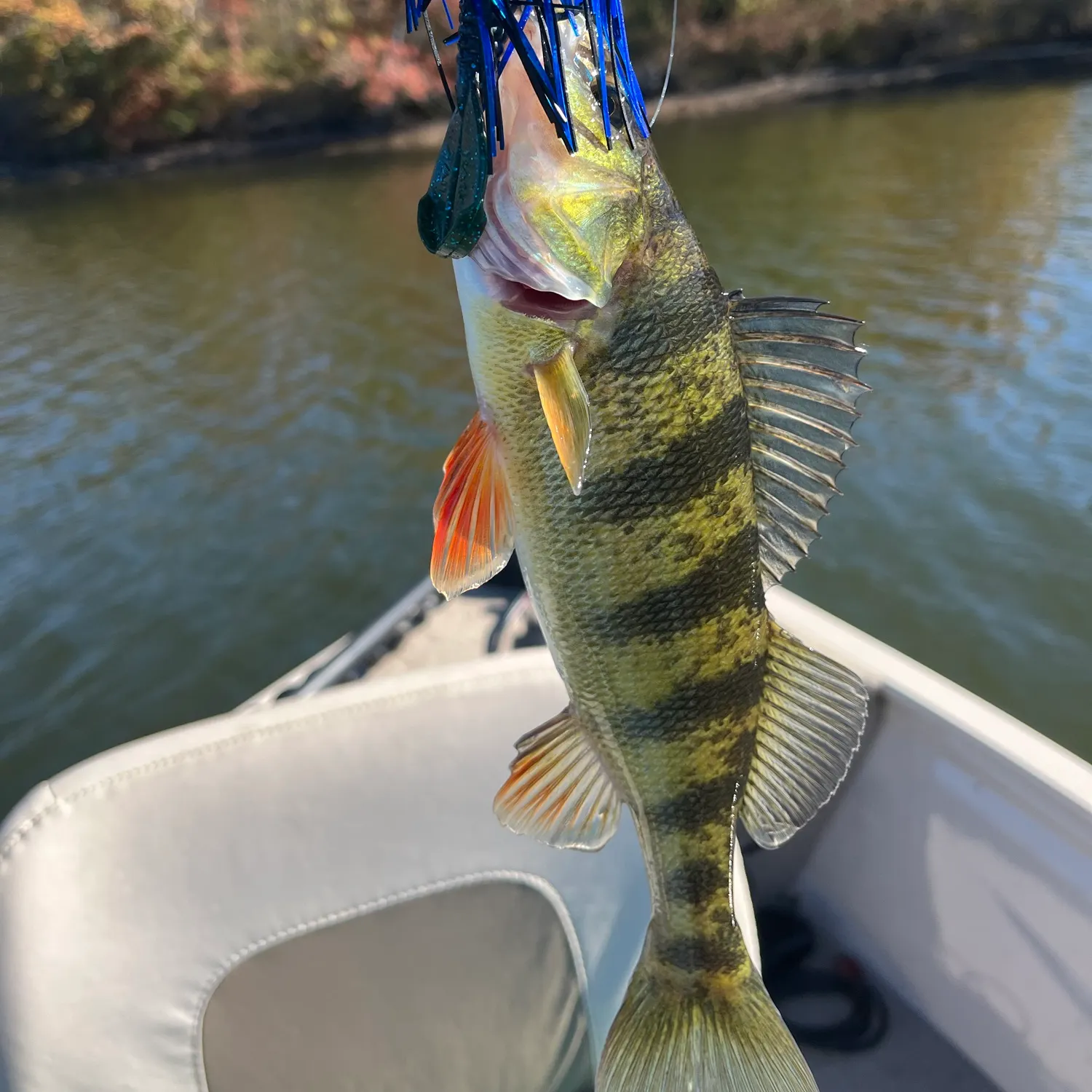 Yellow perch caught on Fishbrain