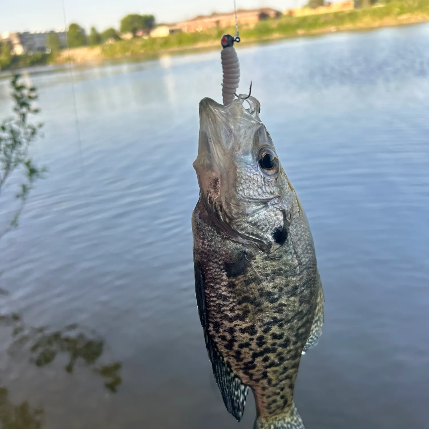 angler catch