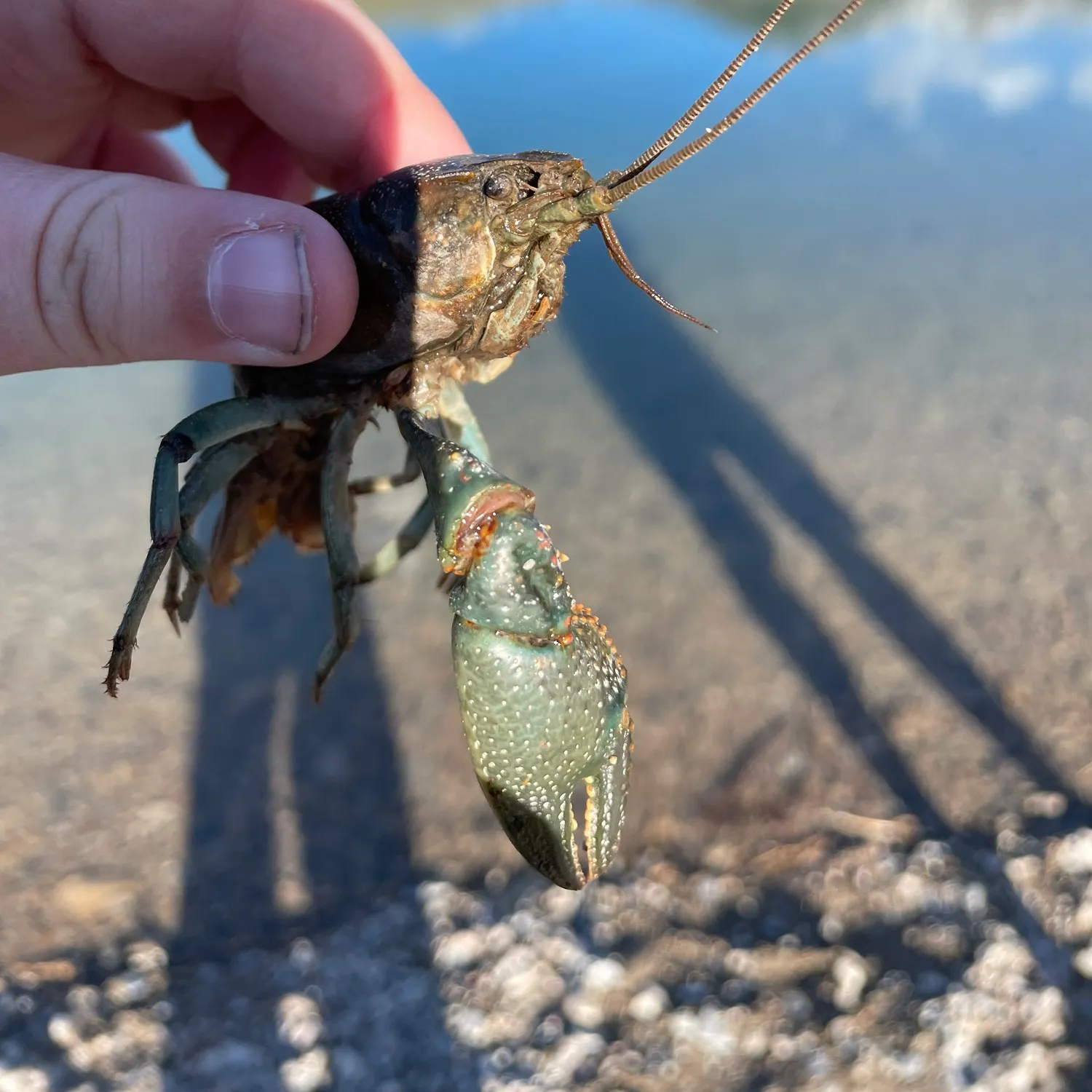 The most recent Signal crayfish catches on Fishbrain