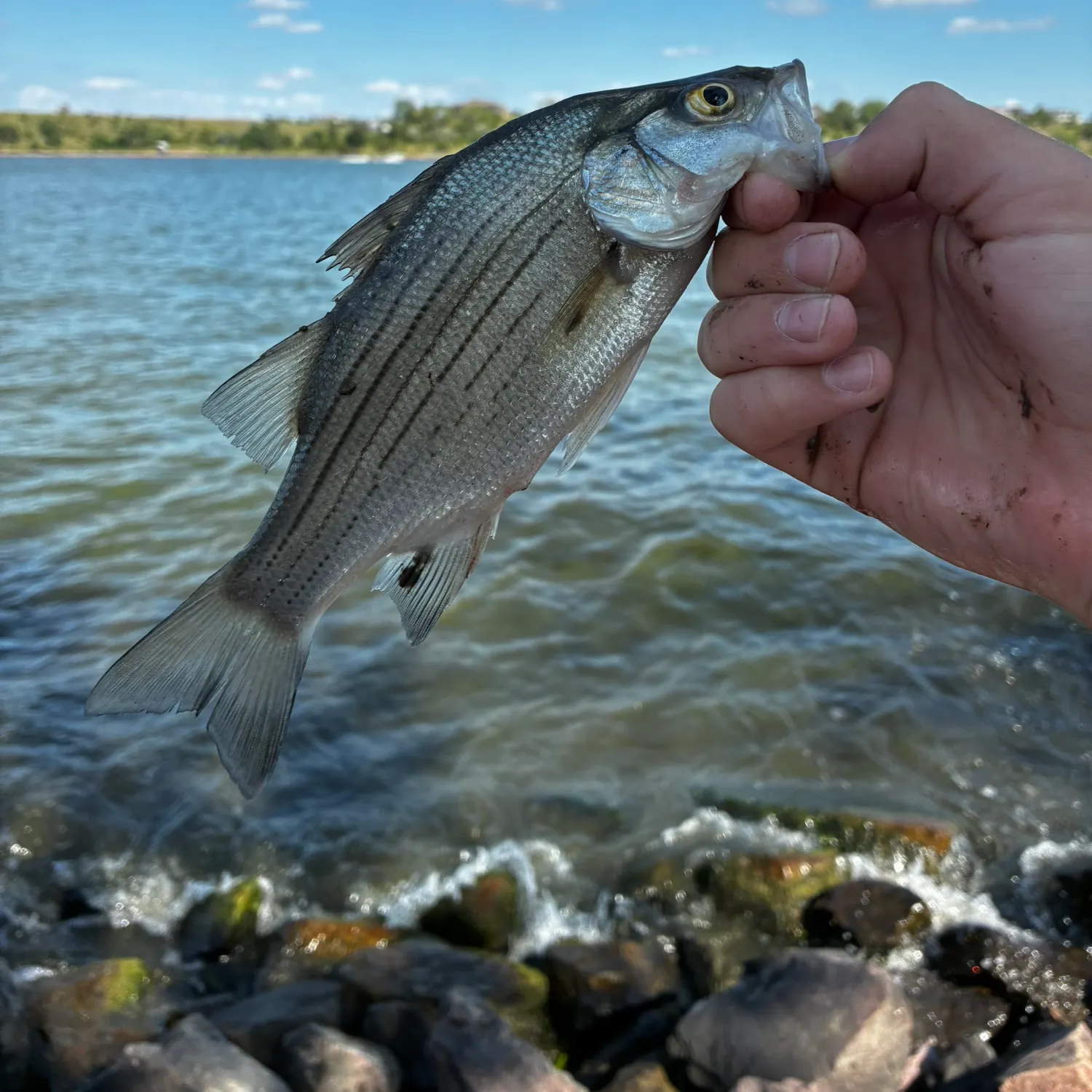White bass caught on Fishbrain